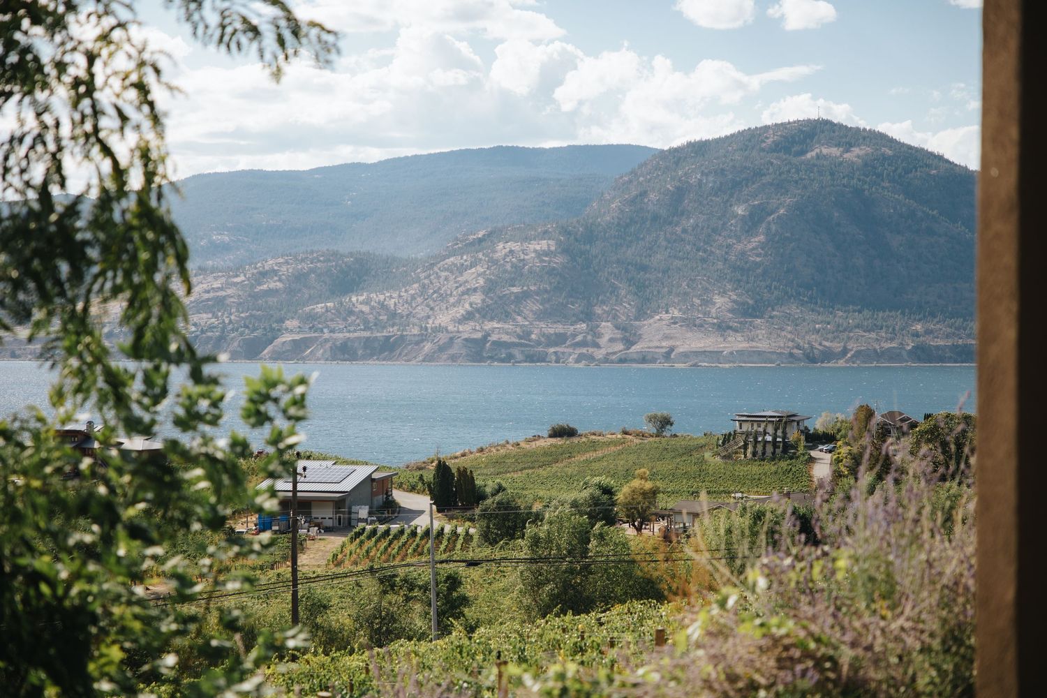 Scenic view of vineyards and mountains overlooking a lake with lush greenery in the foreground.