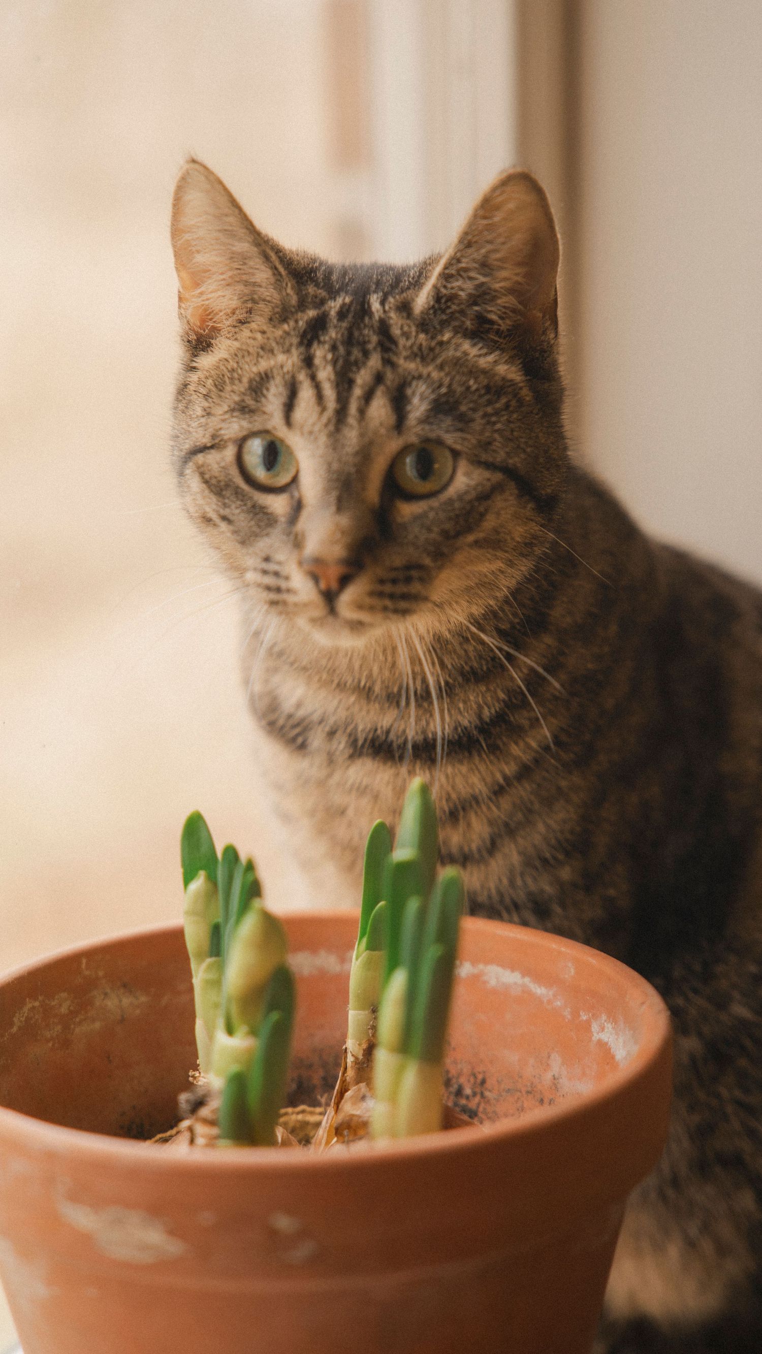 Nyfiken katt som undrar vad matte gör under en mysig gravidfotografering hemma