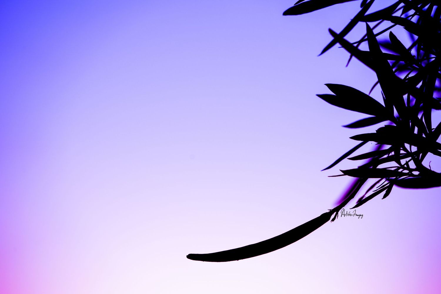 Purple silhouette of a curved leaf reaching for the last bit of sun as twilight hour approaches taken by Artifex Imaging in Bakersfield, CA