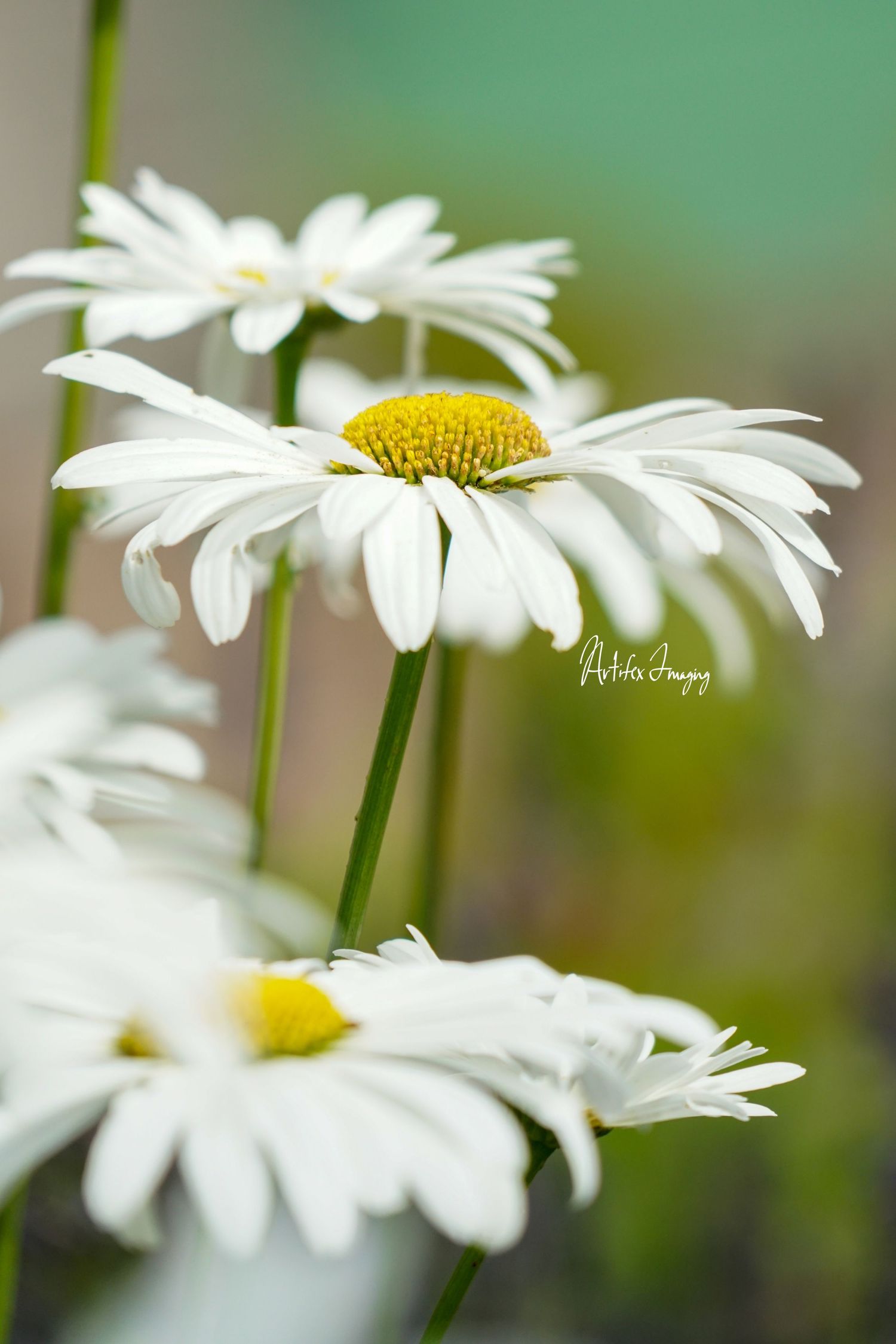White daisies standing tall against a blurred green background taken by Artifex Imaging in Bakersfield, CA.