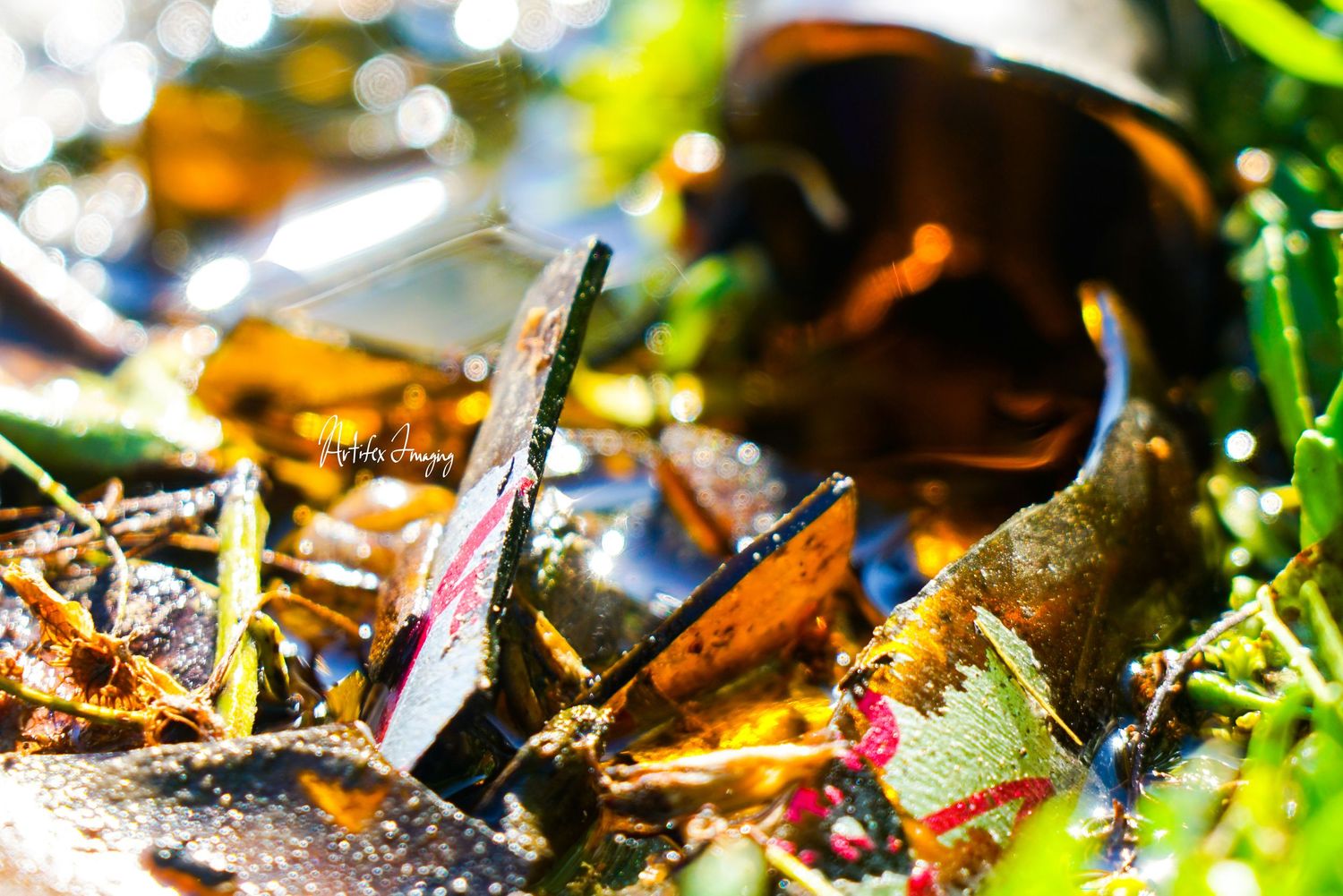 California Love series; image featuring a broken bottle in a grassy puddle taken by Artifex Imaging in Bakersfield, CA.