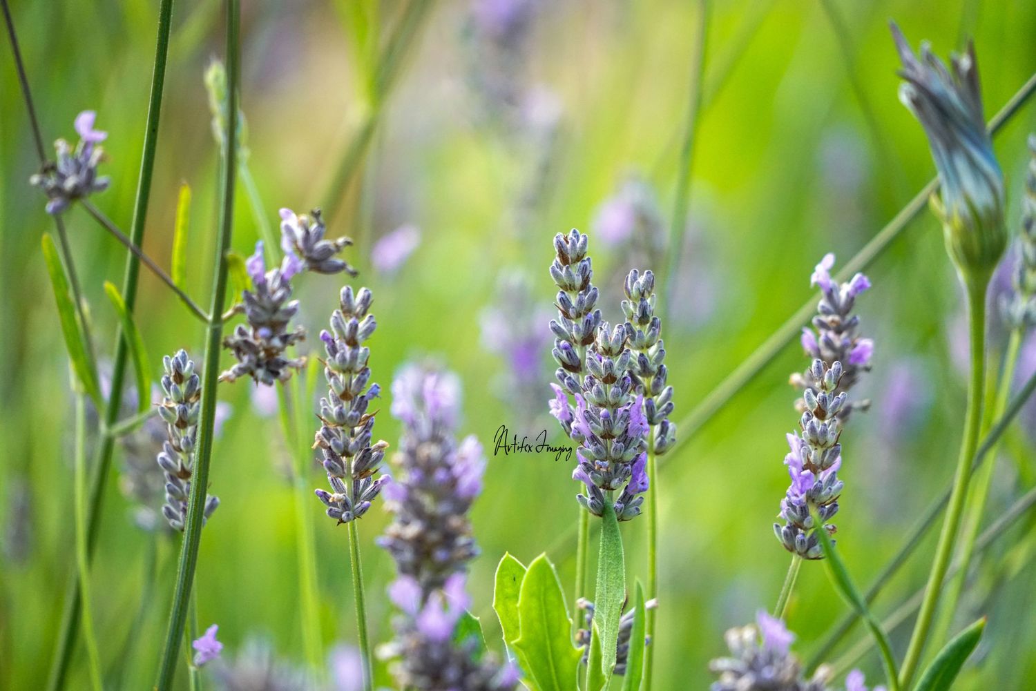 Purple lavender flowers among bright, green foliage taken by Artifex Imaging in Bakersfield, CA.
