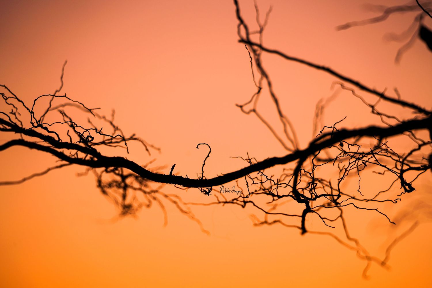 Orange silhoutte of an intricate branch featuring a naturally-formed question mark taken by Artifex Imaging in Bakersfield, CA.