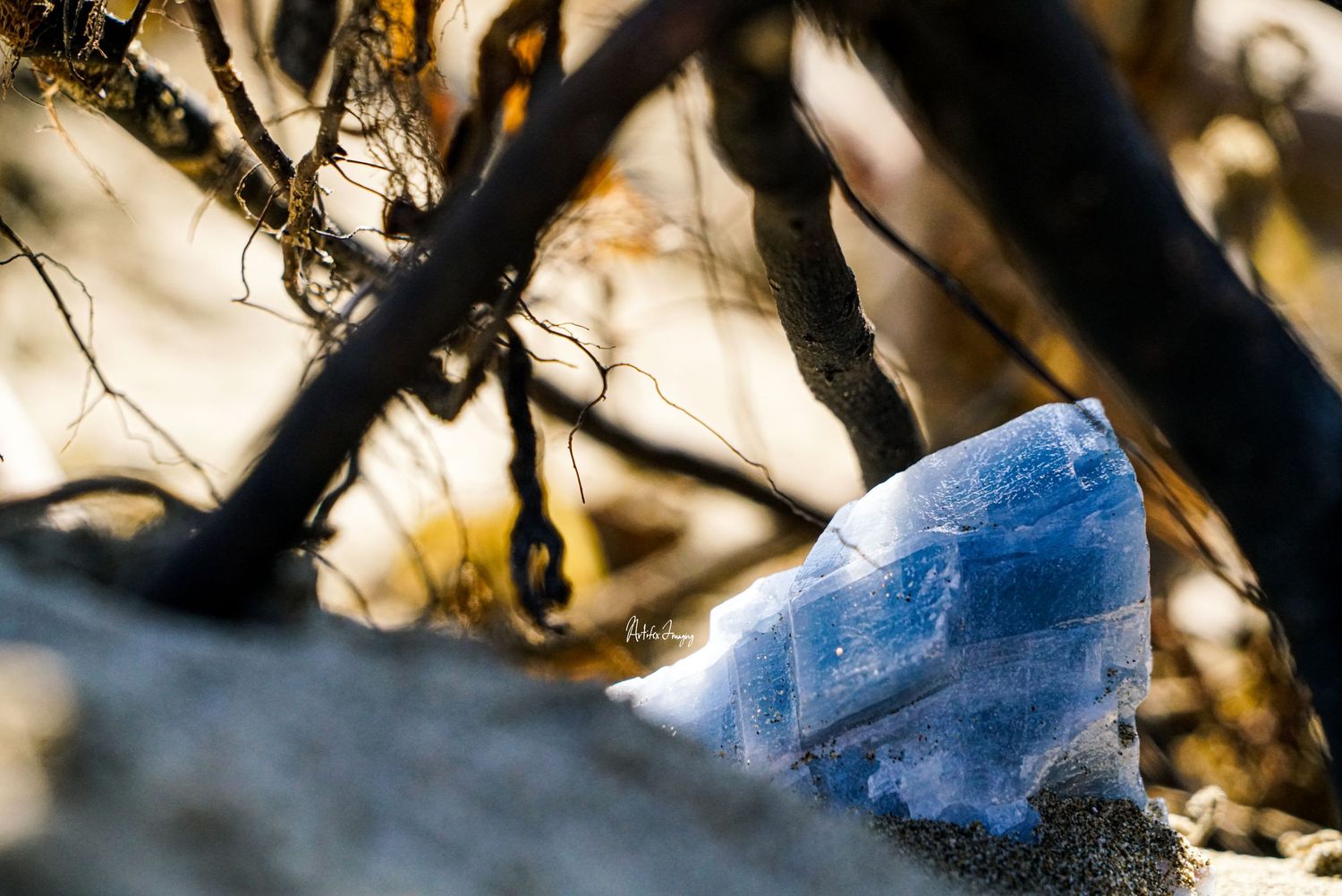 A blue crystal hidden beneath beah drift wood with sunlight filtering through the background taken by Artifex Imaging in Bakersfield, CA.