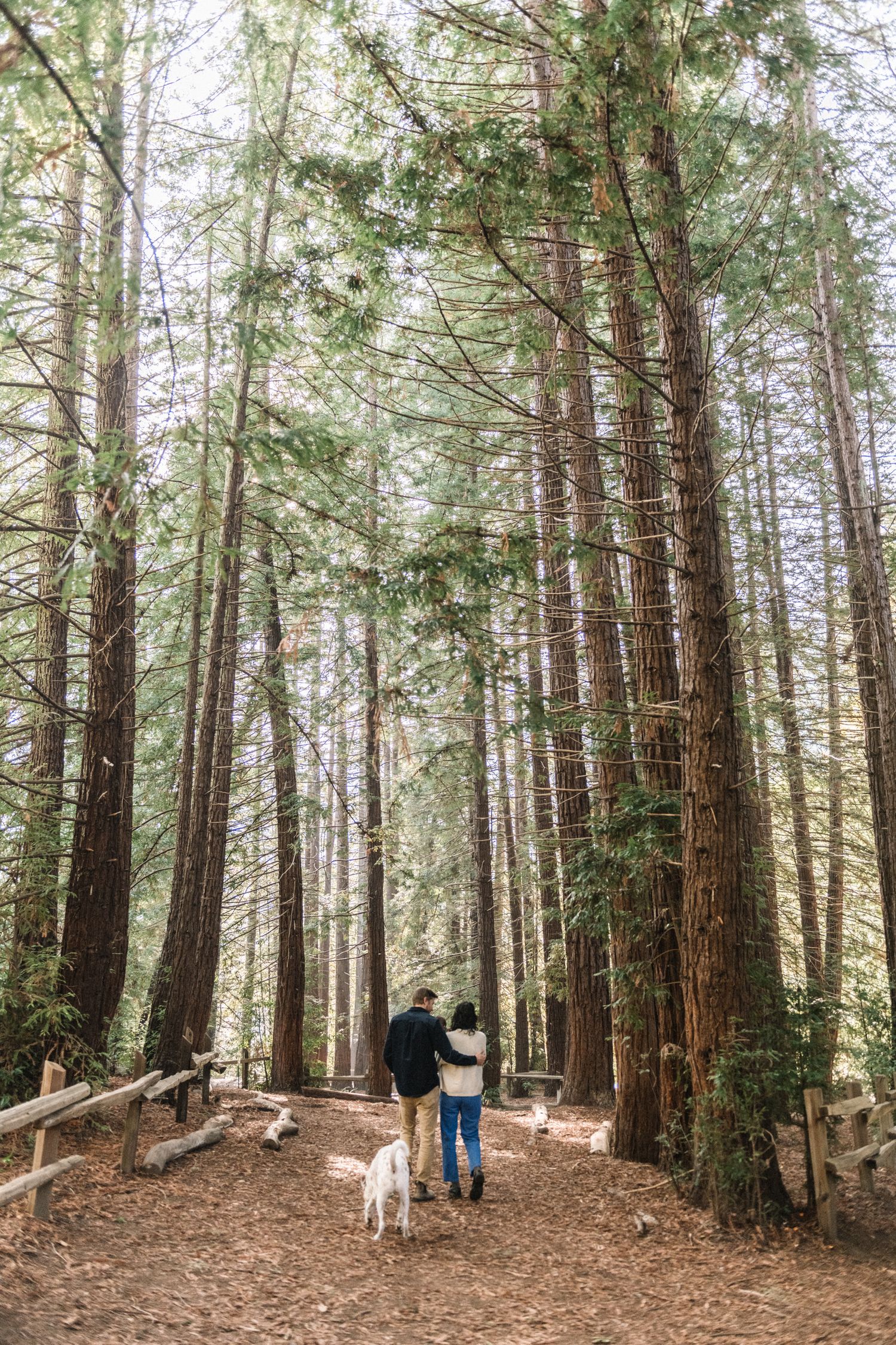Person walking with a white dog through a serene forest of tall evergreen trees.