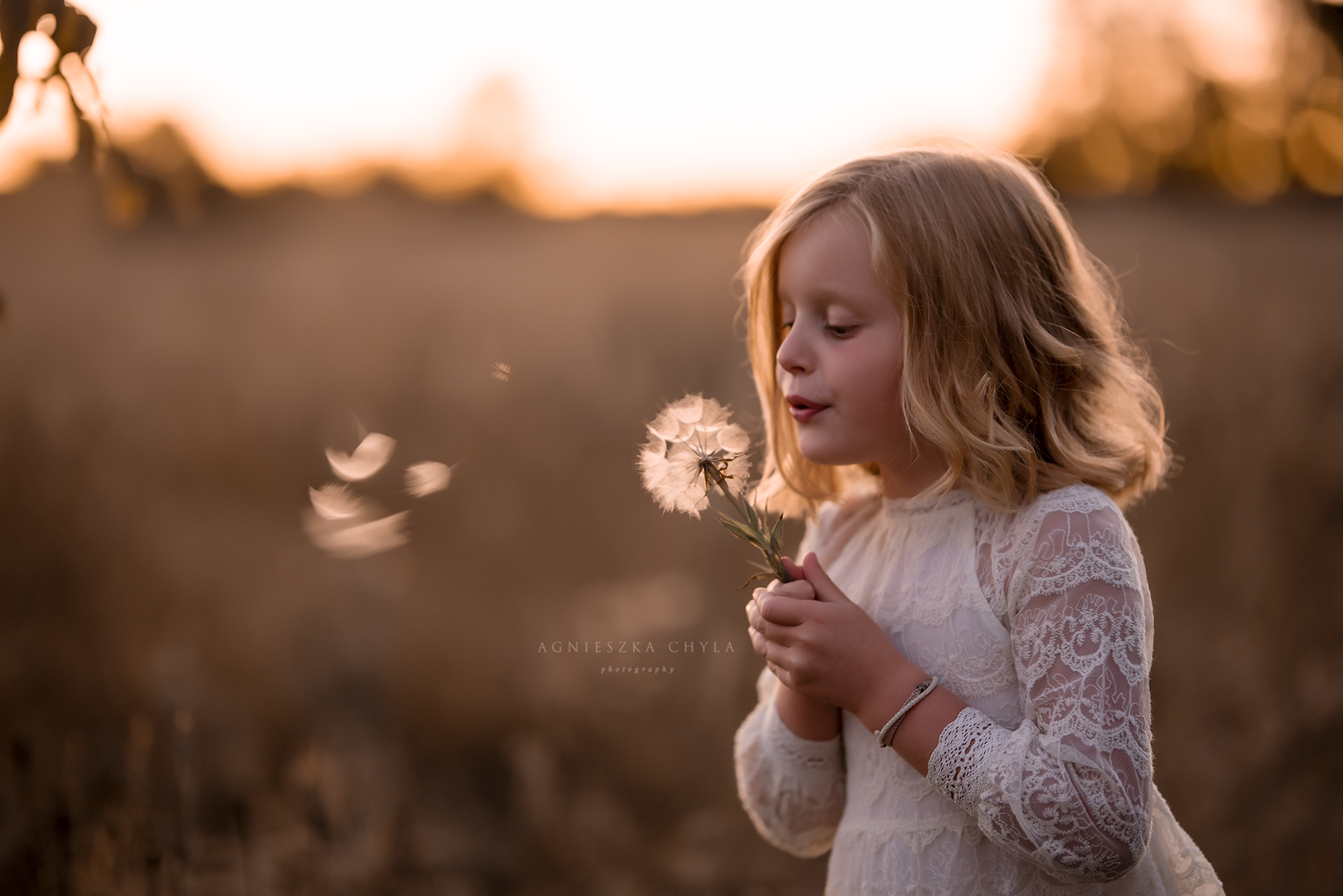 Young girl in white lace dress blowing dandelion seeds in golden field at sunset. outdoor session Burlington