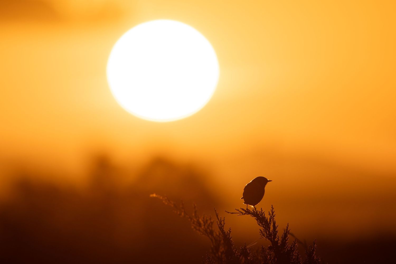 Silueta de una tarabilla al amanecer en Cádiz, fotografía de fauna artística