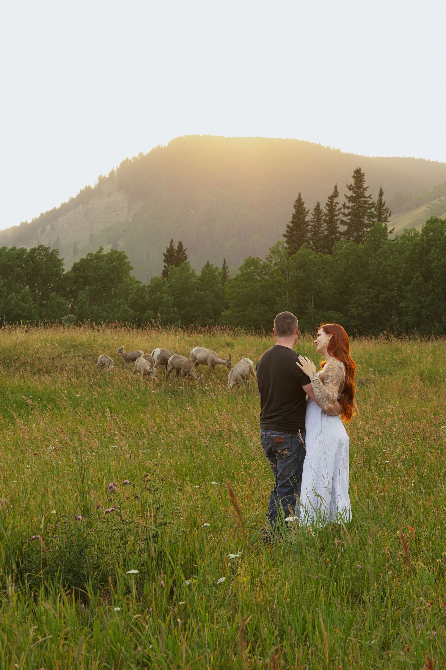 Couple embracing in a green meadow with sheep grazing and a mountain sunset backdrop.