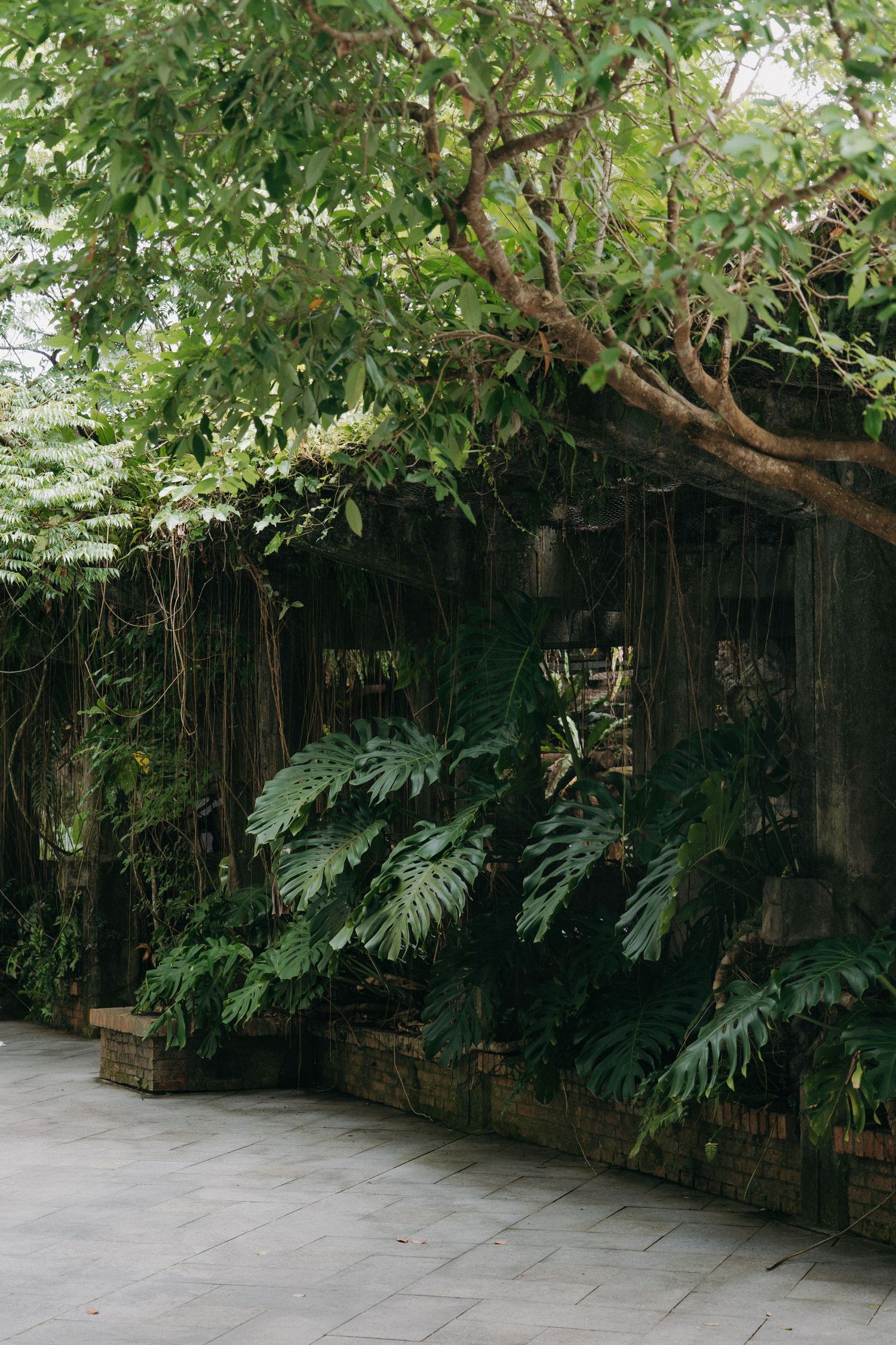 Lush tropical monstera leaves and climbing vines adorn a dark wooden wall in a serene garden pathway.