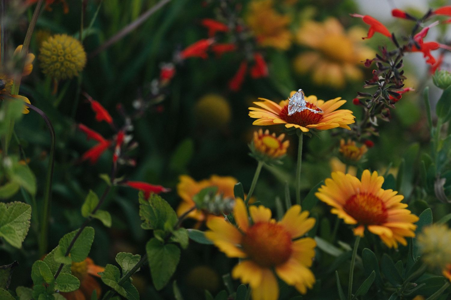 A vibrant garden featuring yellow and orange gaillardia flowers with a decorative ring resting on a bloom.