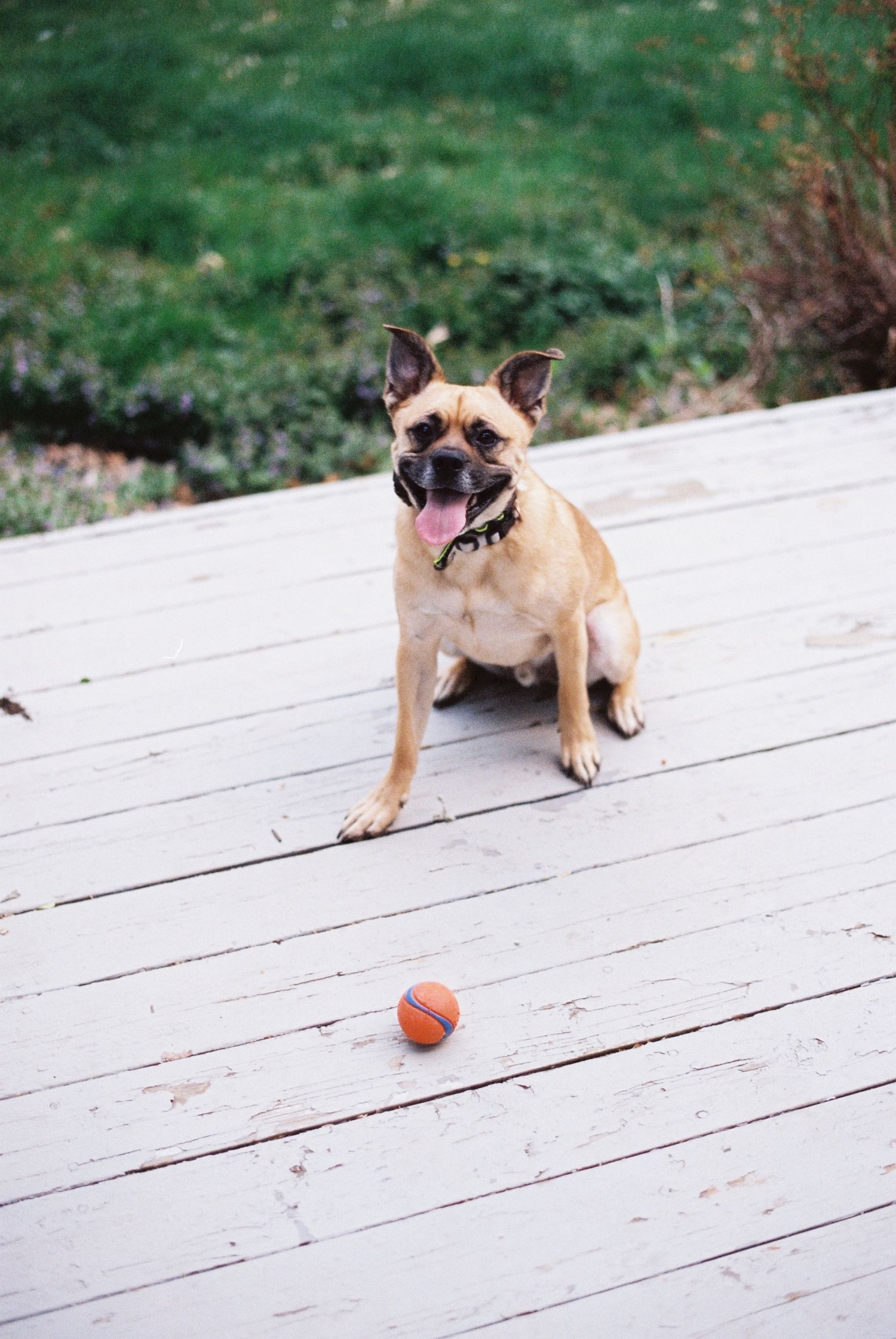 A tan rescue dog sits on a wooden deck with an orange ball, tongue out, green grass visible in the background ready to play fetch.