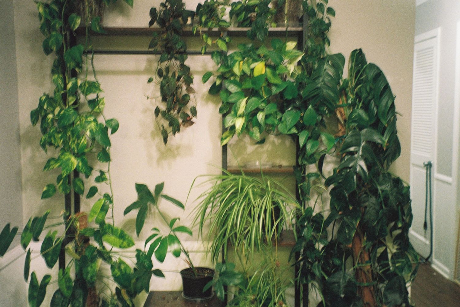 Lush indoor tropical plants arranged around a wooden frame against a beige wall in Minnesota.