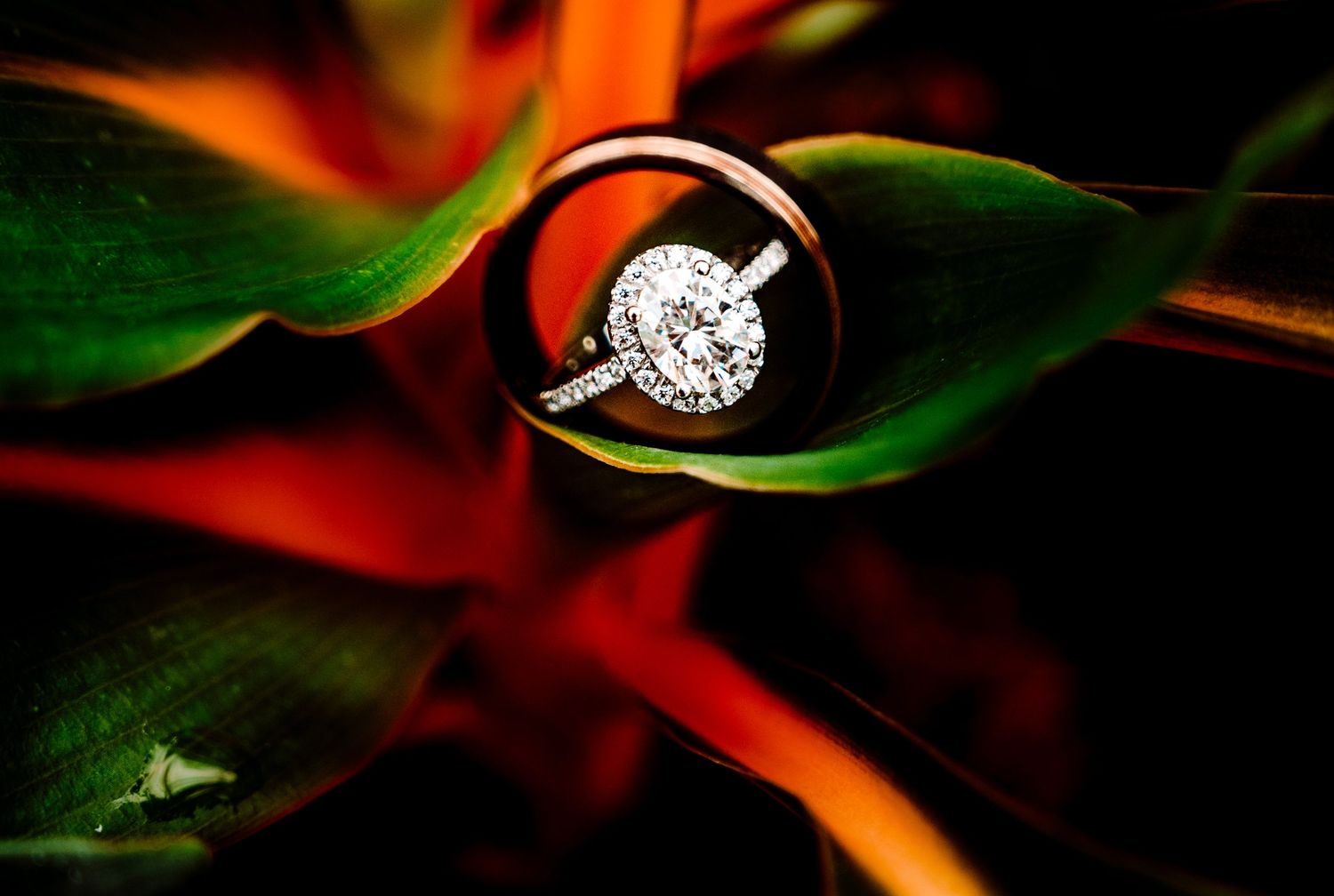Diamond halo engagement ring resting on vibrant green and red tropical leaves.