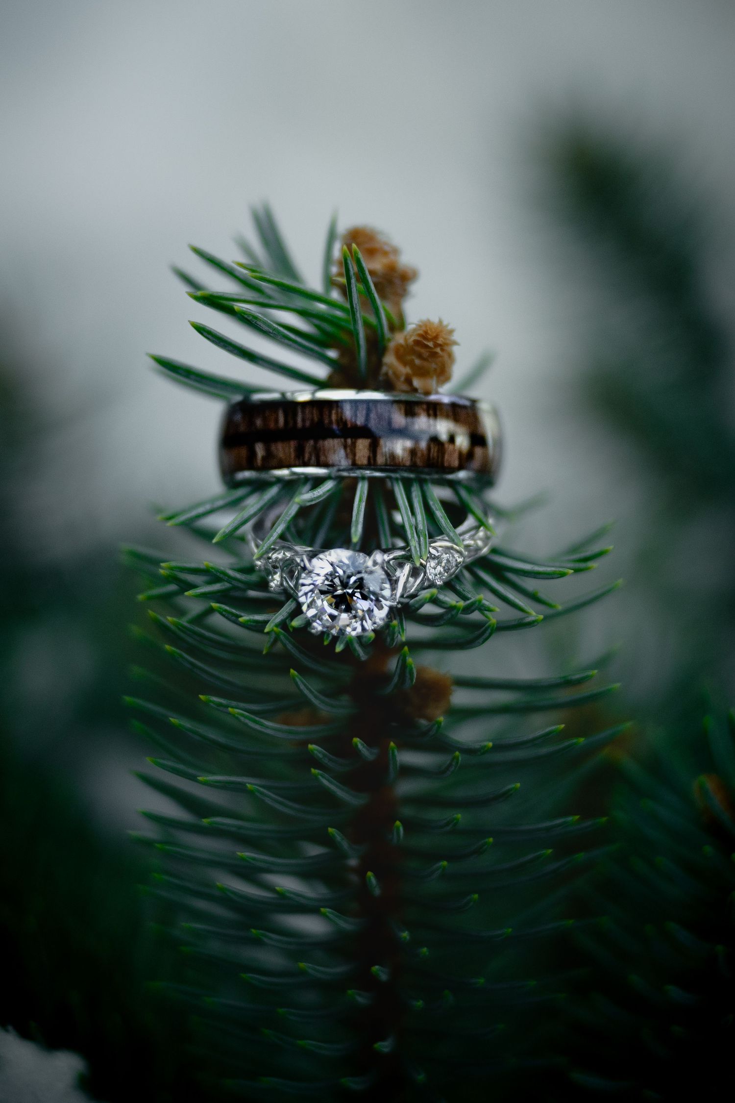 Wedding rings displayed on pine tree branches, featuring a diamond engagement ring and wood inlay band.