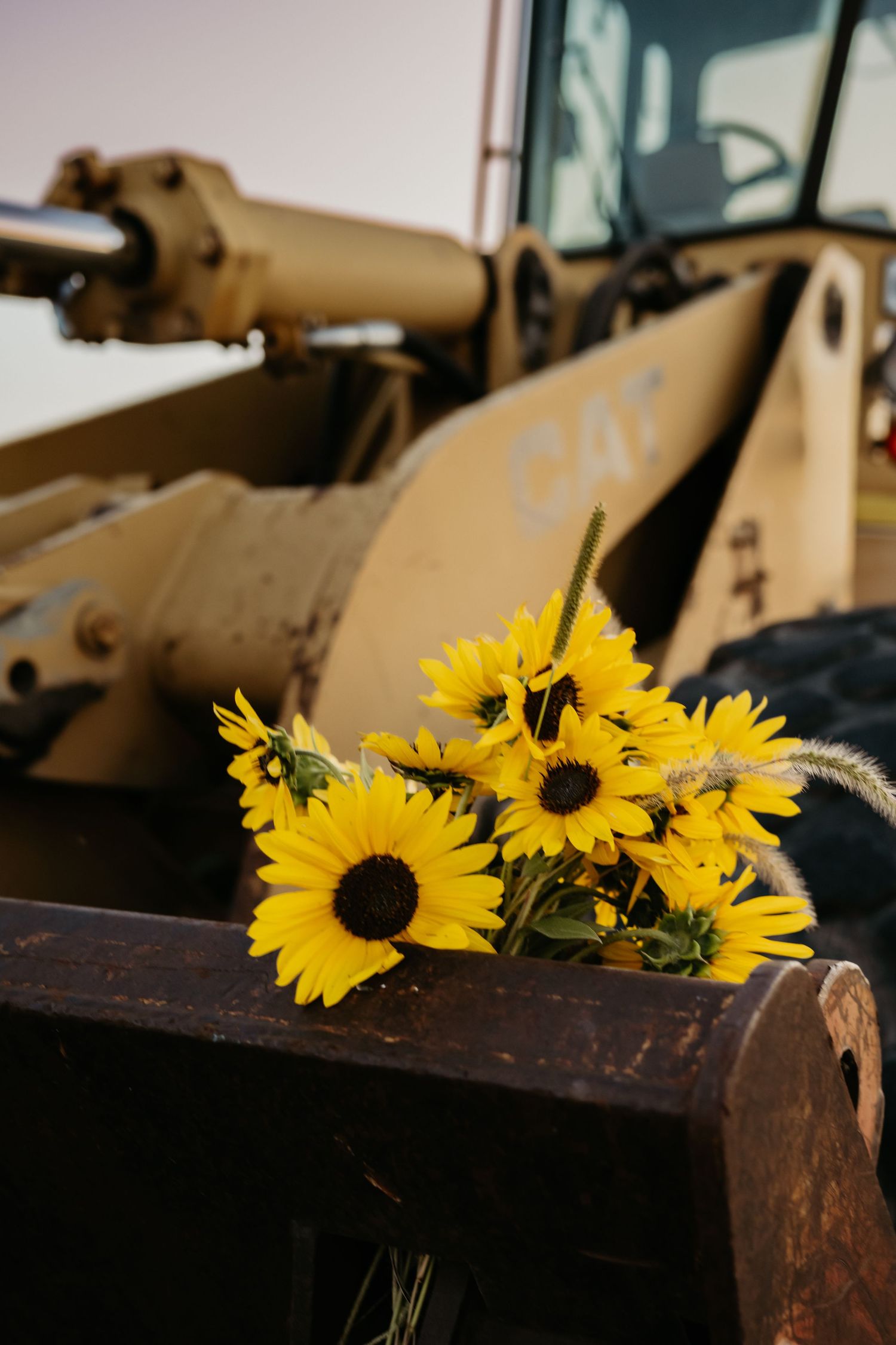 Bouquet of yellow sunflowers resting on a CAT bulldozer bucket in golden hour light.