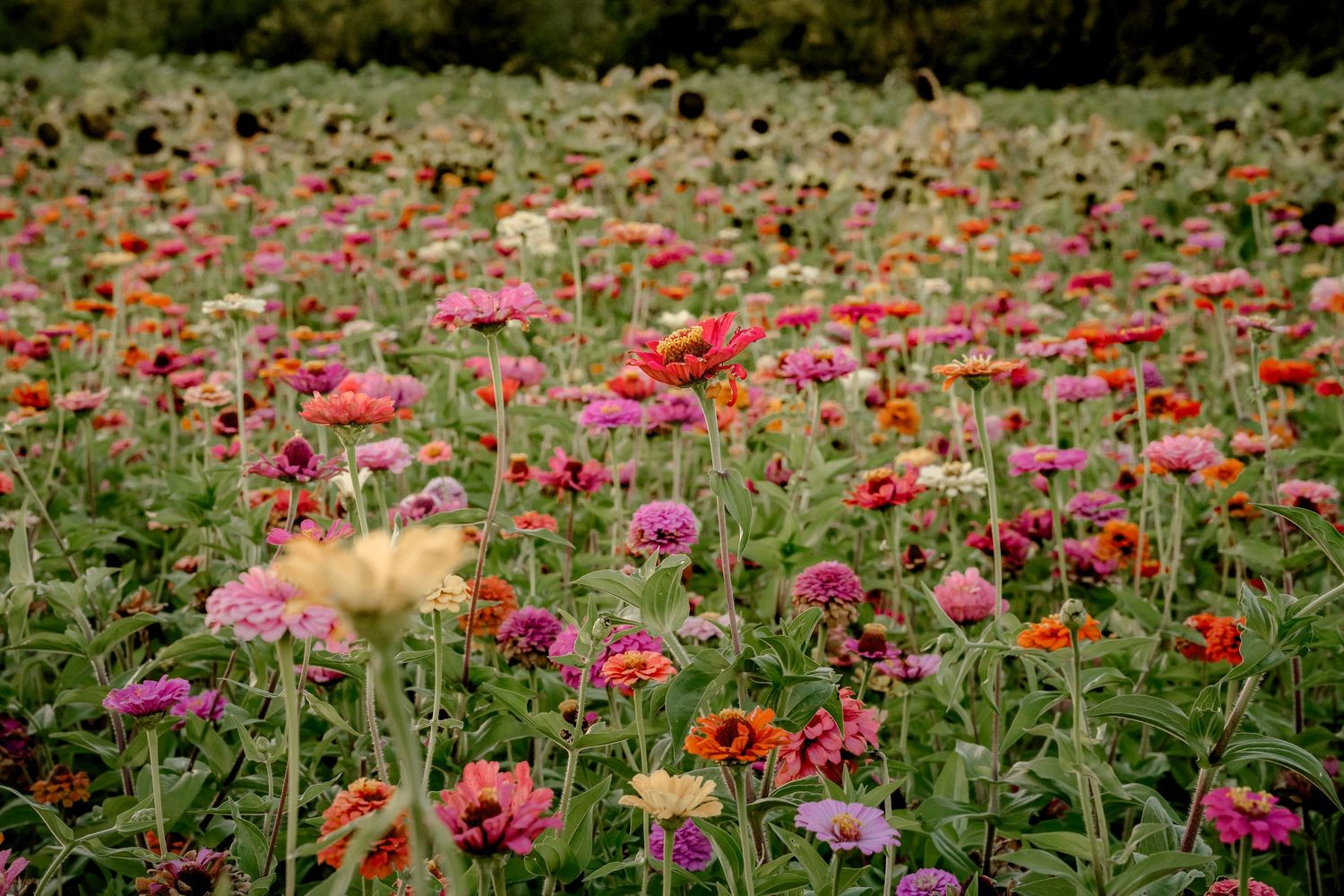 Lush field of multicolored zinnia flowers in full bloom on a bright summer day.