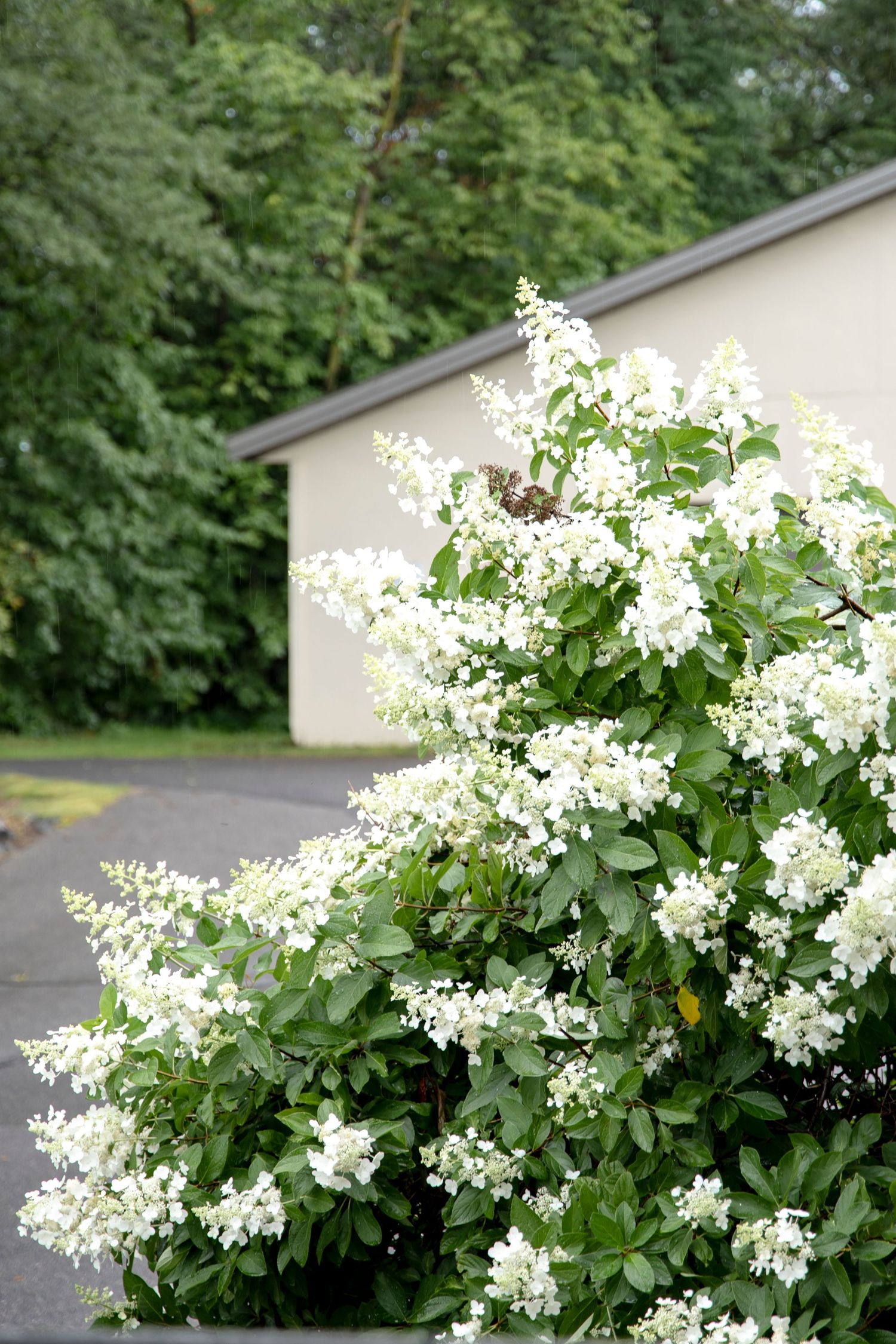 White flowering bush with delicate blooms against a building exterior.