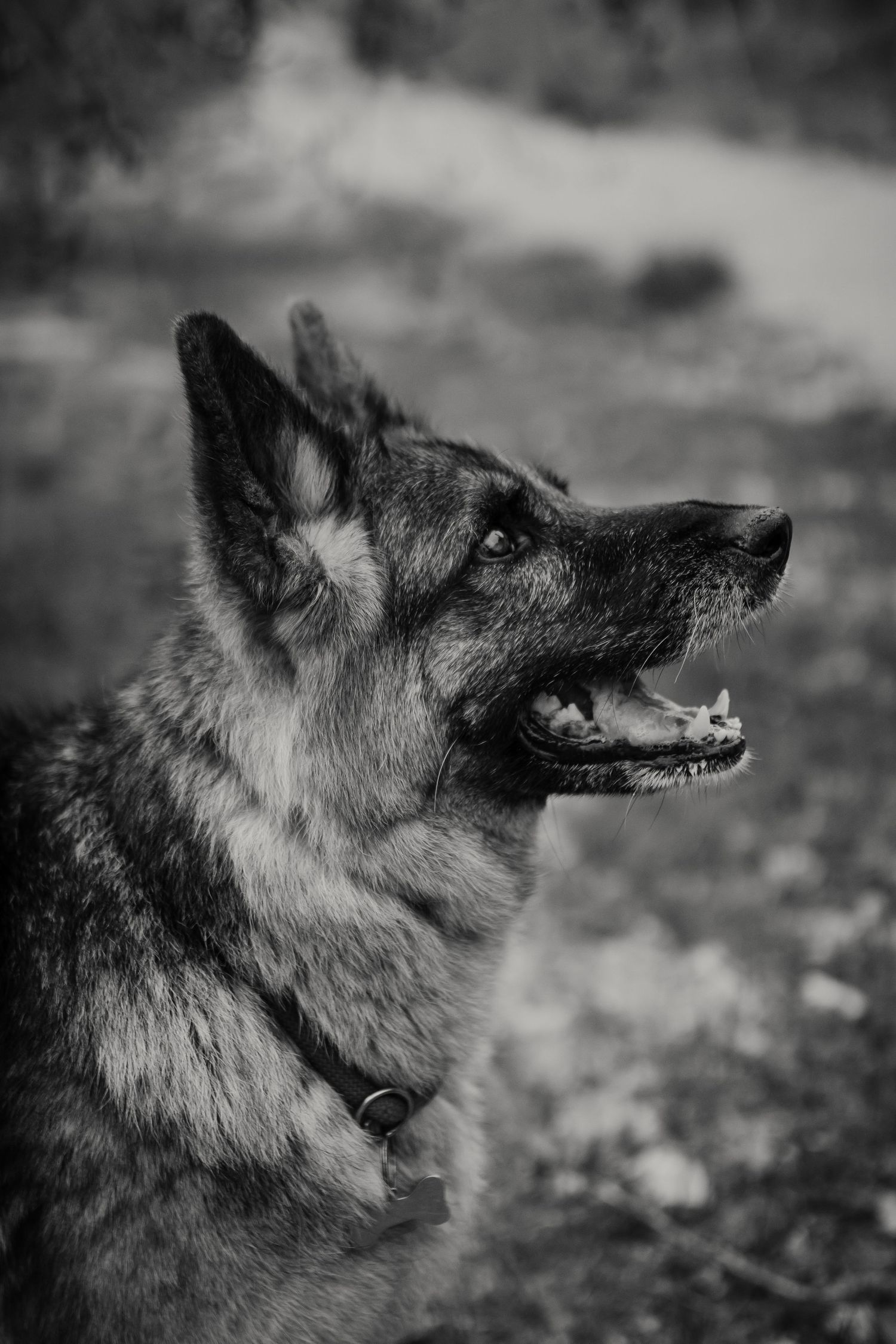 Recuerdo especial con perro anciano en la Costa Dorada