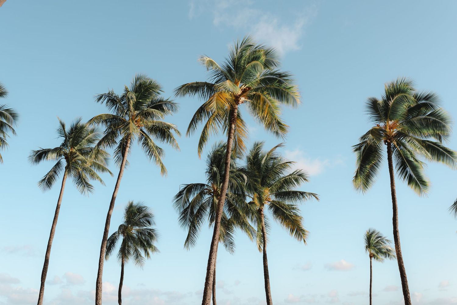 Row of tall palm trees swaying against bright blue tropical sky. in Hawaii.