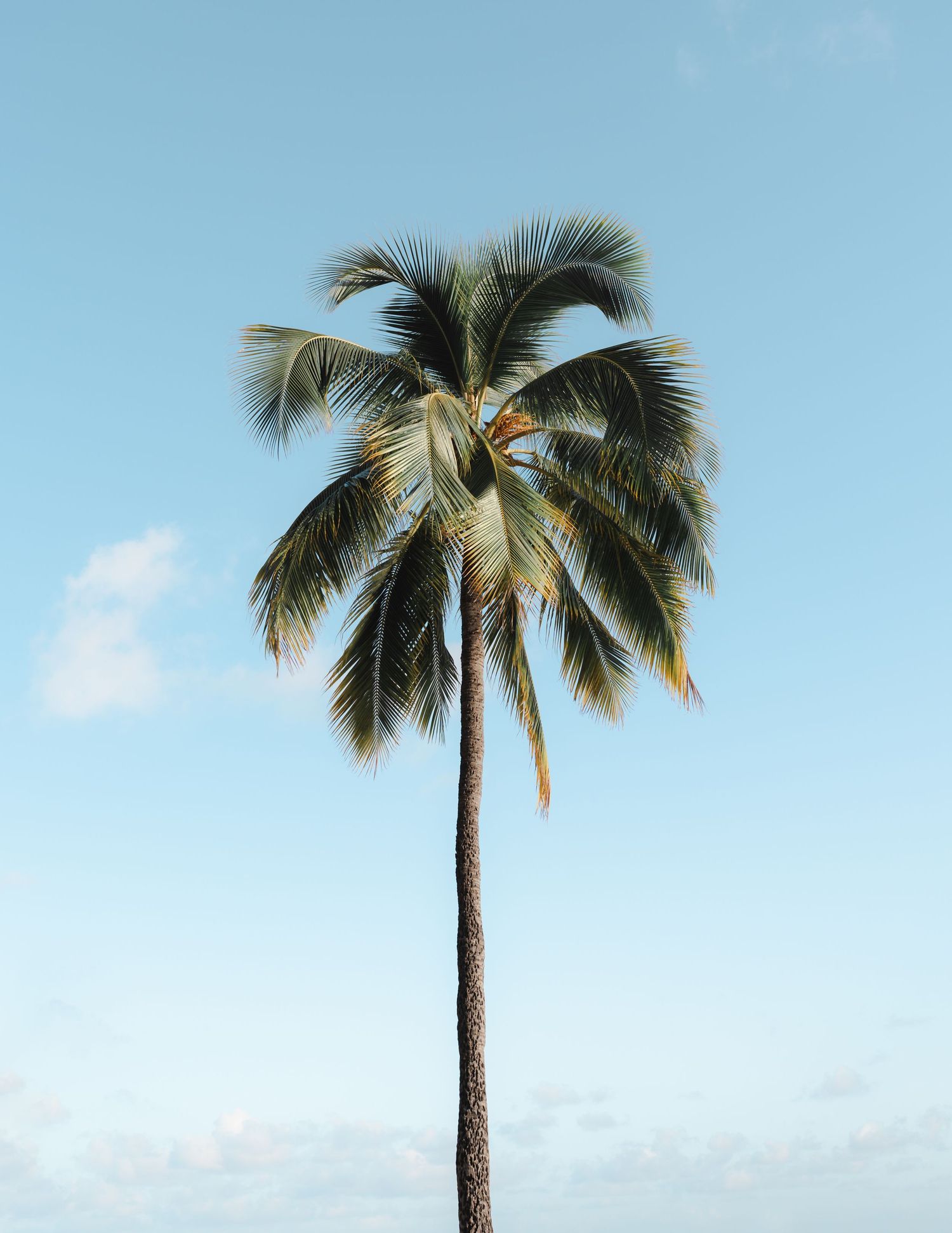 A tall palm tree with green fronds stands against a bright blue sky with wispy clouds on Oahu.