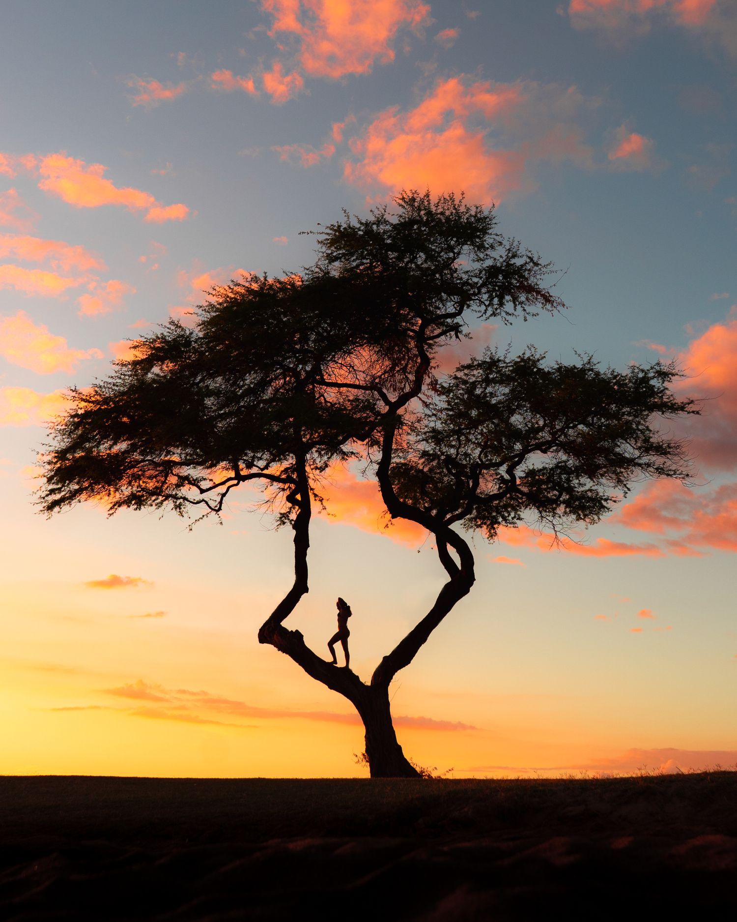 Twisted tree silhouette against dramatic orange sunset sky in a desert landscape.
