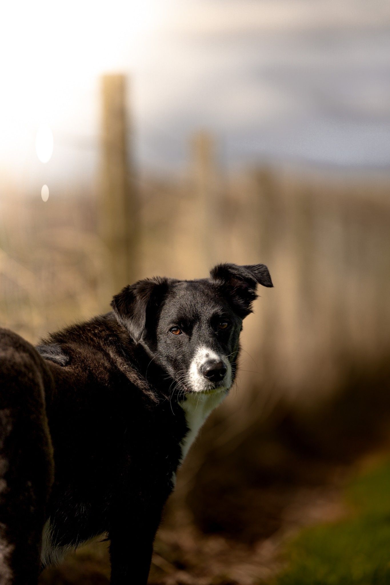Black and white dog with distinctive markings gazing into distance against blurred natural background.