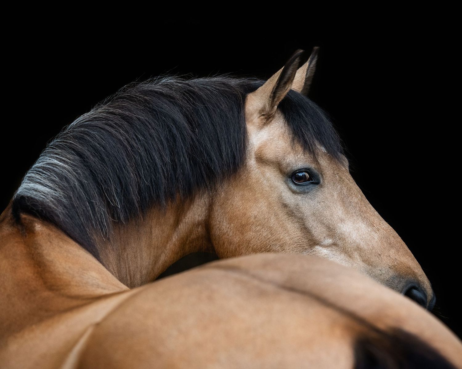 A stunning buckskin horse with a dark mane poses gracefully against a black background.