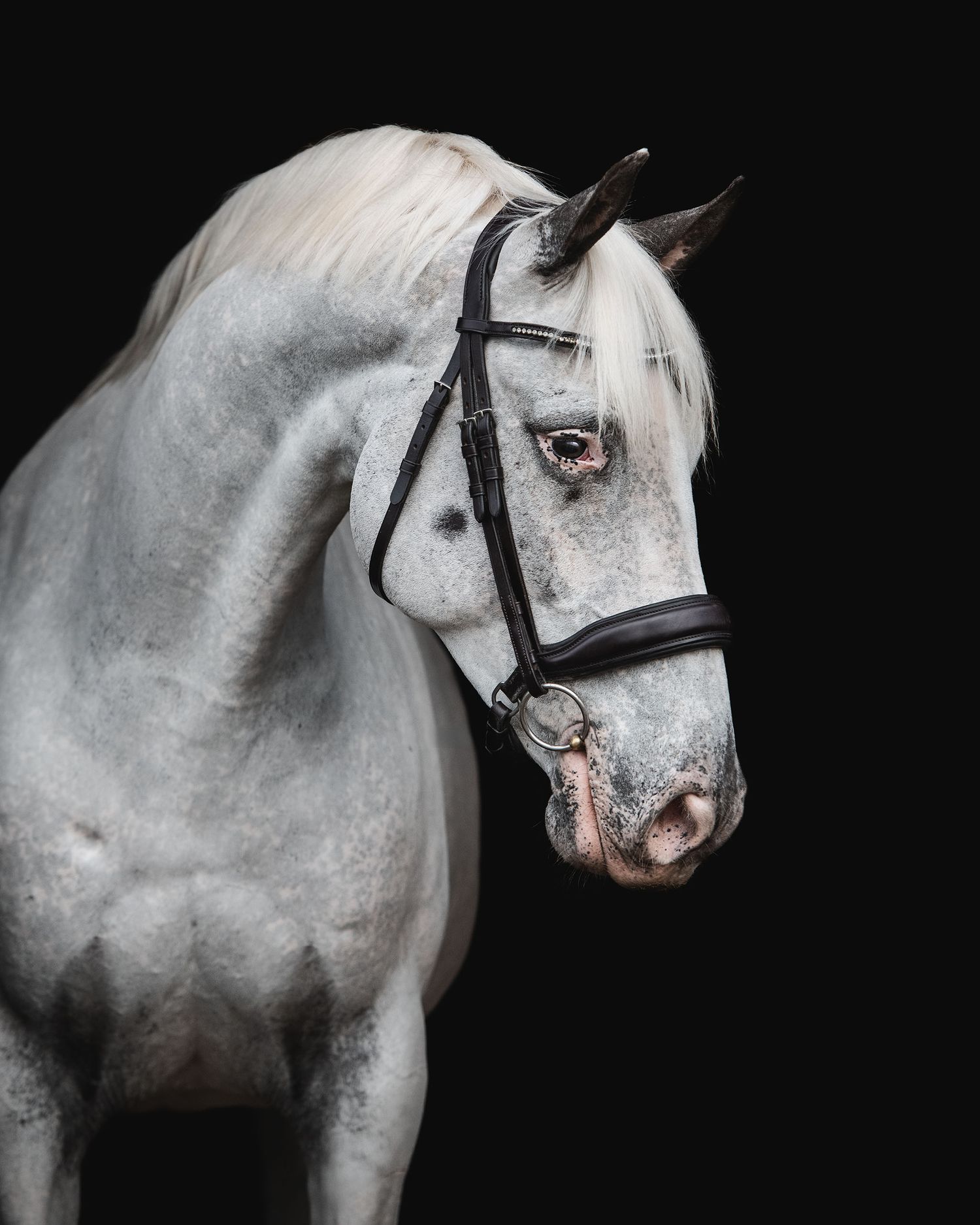 A stunning appaloosa horse with black bridle photographed against a dark background, arching neck down.