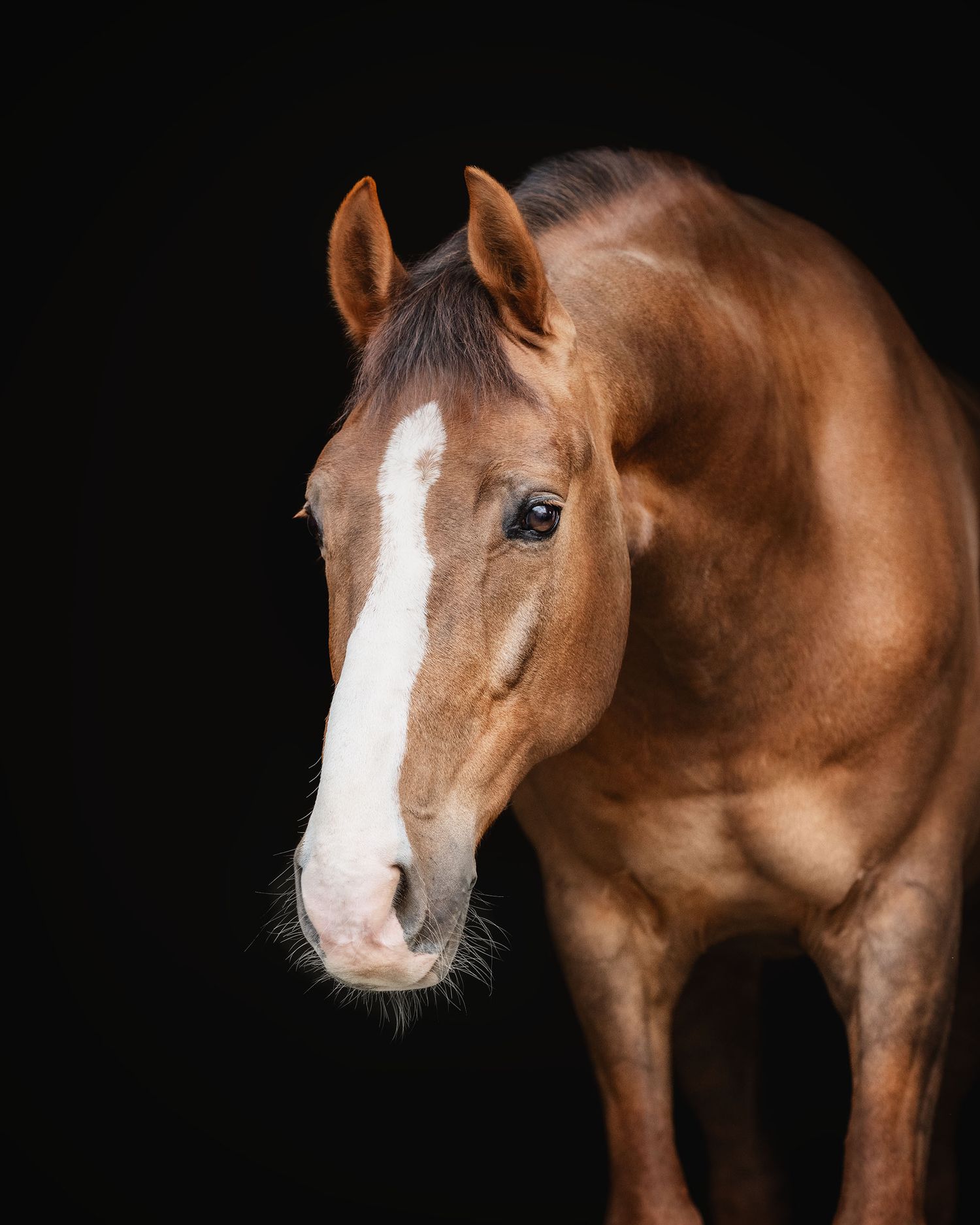 Para dressage riders artistic profile shot showing a chestnut horse called orion with white blaze against black background.