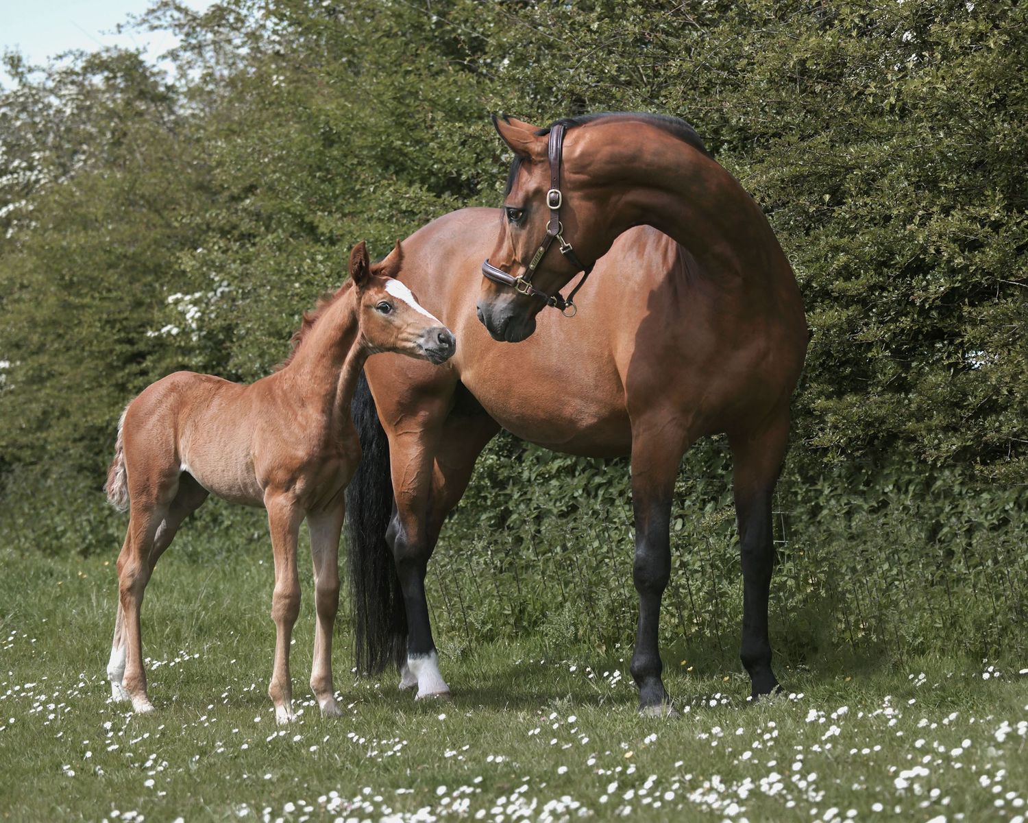 Mare and foal grazing in a meadow filled with daisies on a sunny day. For a testimonial of how well Emily handled shooting a warmblood pair.