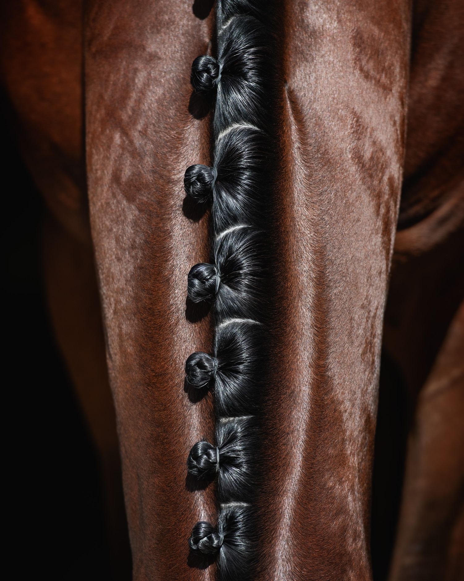 Close-up of a bay horse's braided mane with neat button braids along its neck.
