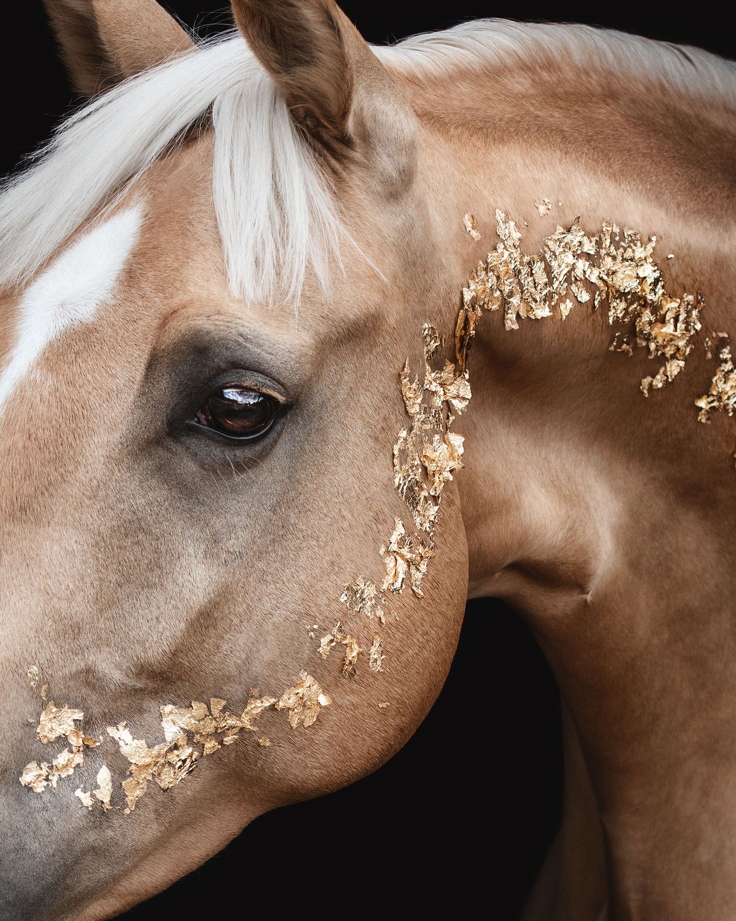 Artistic palomino horse portraits with gold leaf accents against dark background. Winning entry in the British Photo Pet Award Category.