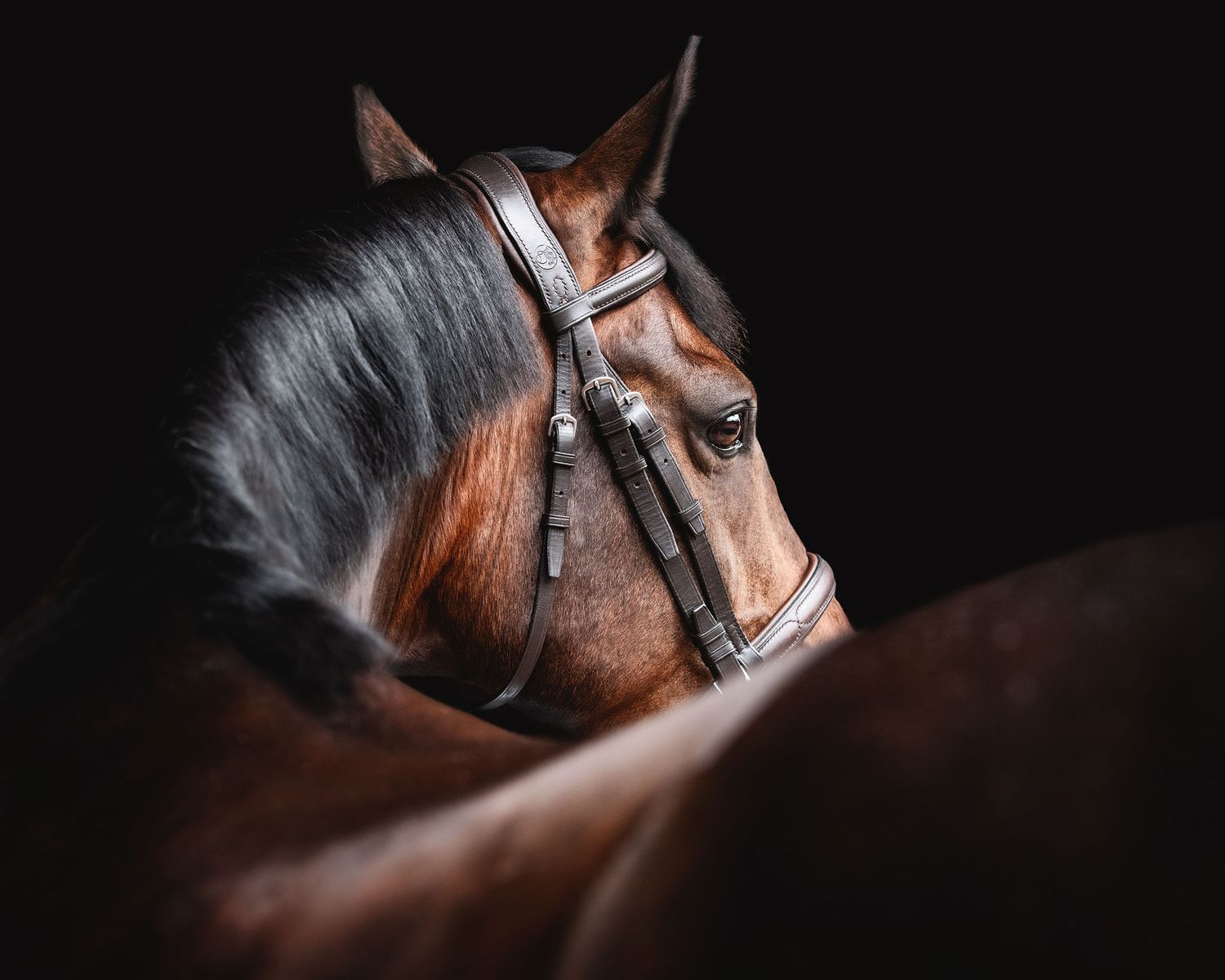 Artistic close-up of horse's eye and bridle against dark background. award winning equine photography image for Emily Prouse at Caletto