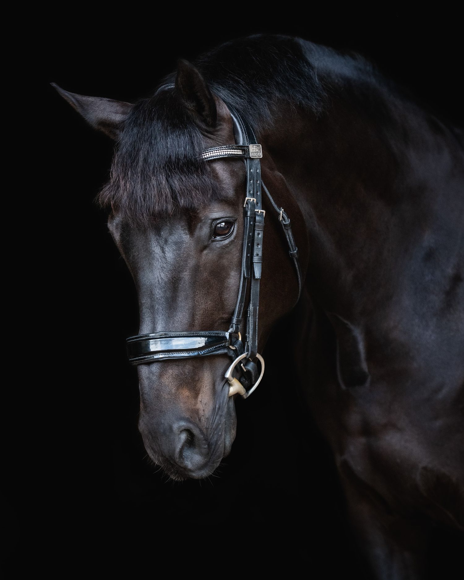 Dark bay horse wearing a leather bridle posed against a black background in a dramatic equine portrait.