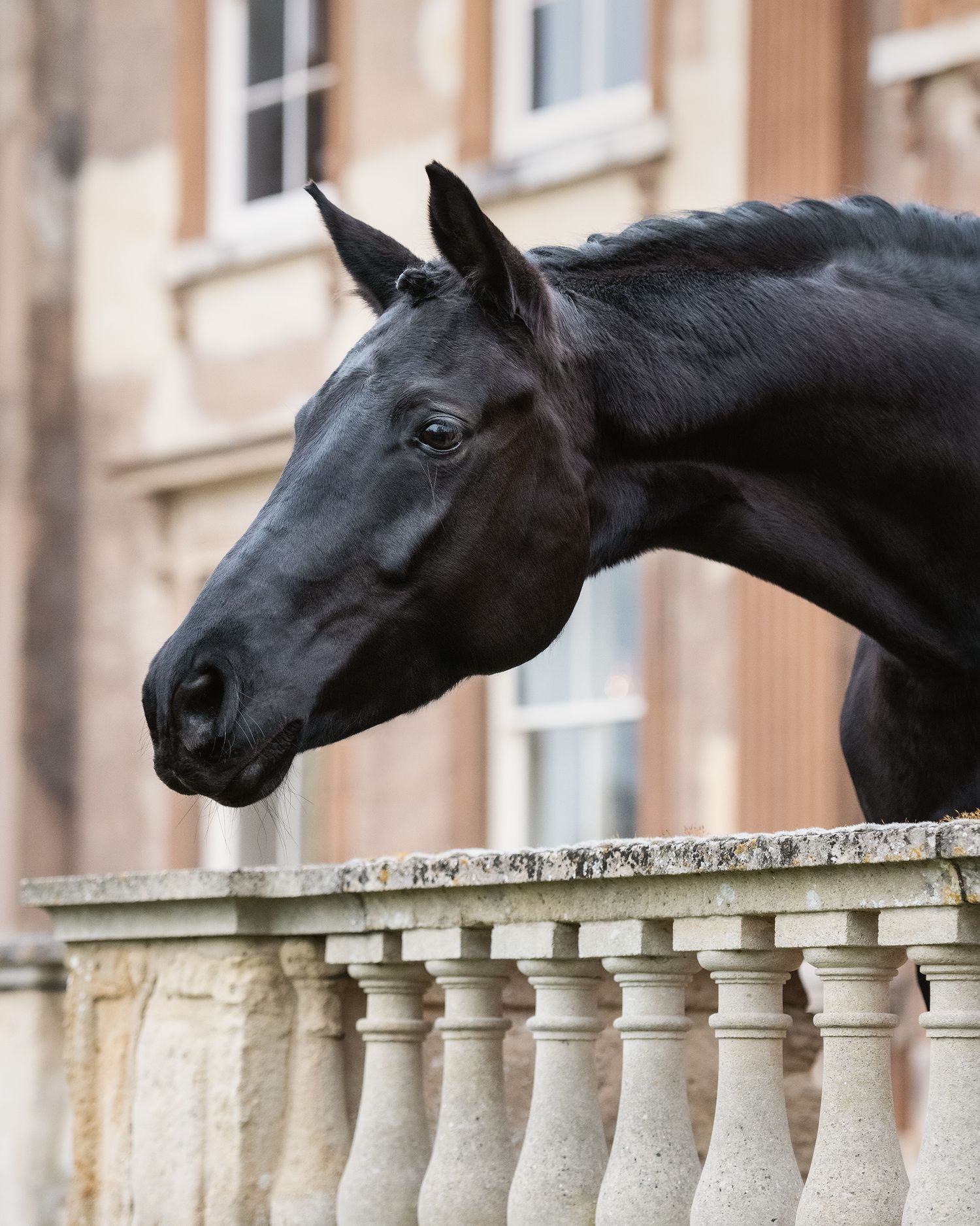An equine portrait of black warmblood horse arched neck peeking over a stone balustrade railing against Turvey estate house in Bedfordshire.