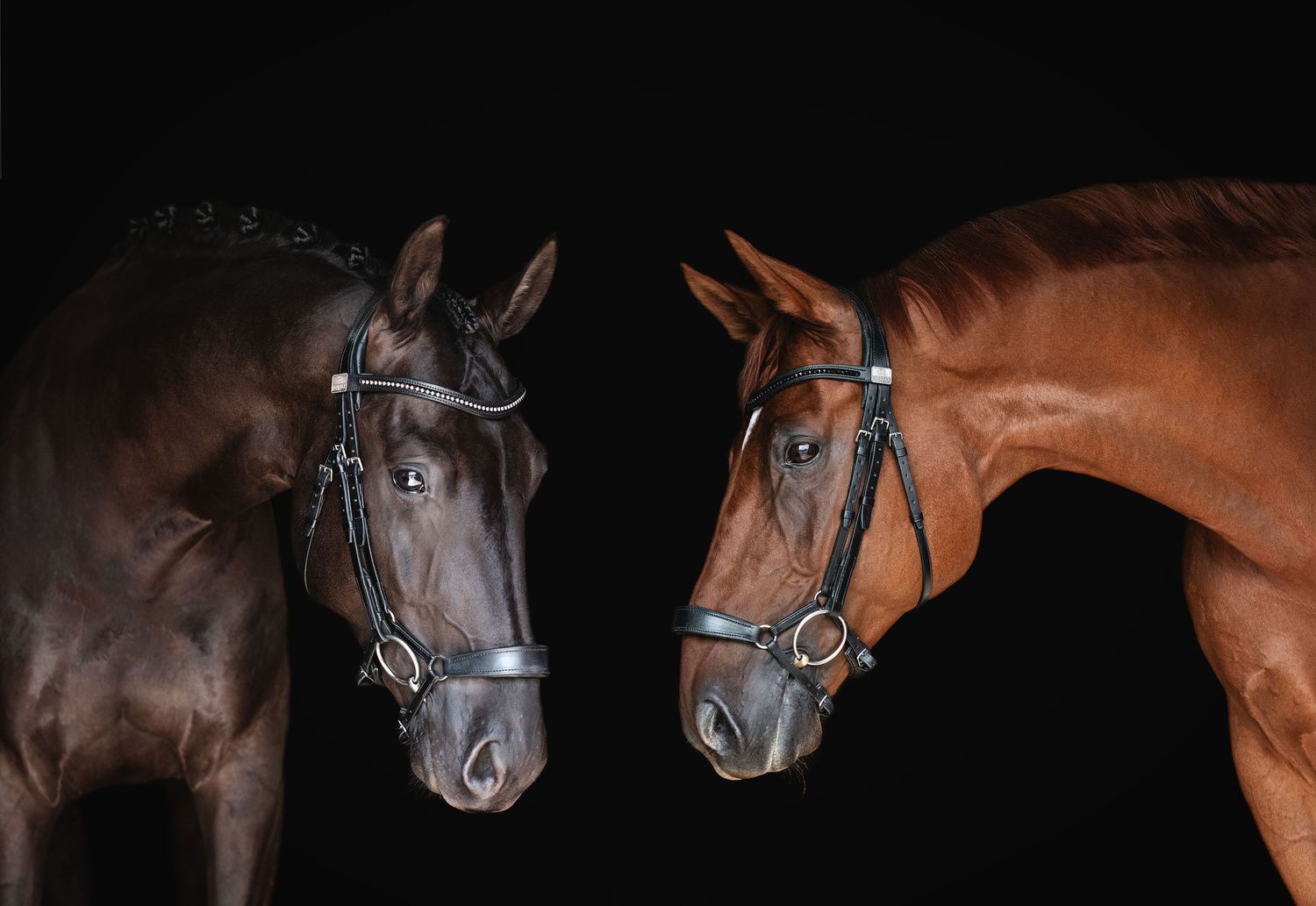 Stunning black & chestnut warmbloods black background at the Hughes dressage in Southam for Angharad Harries & her client the owner.