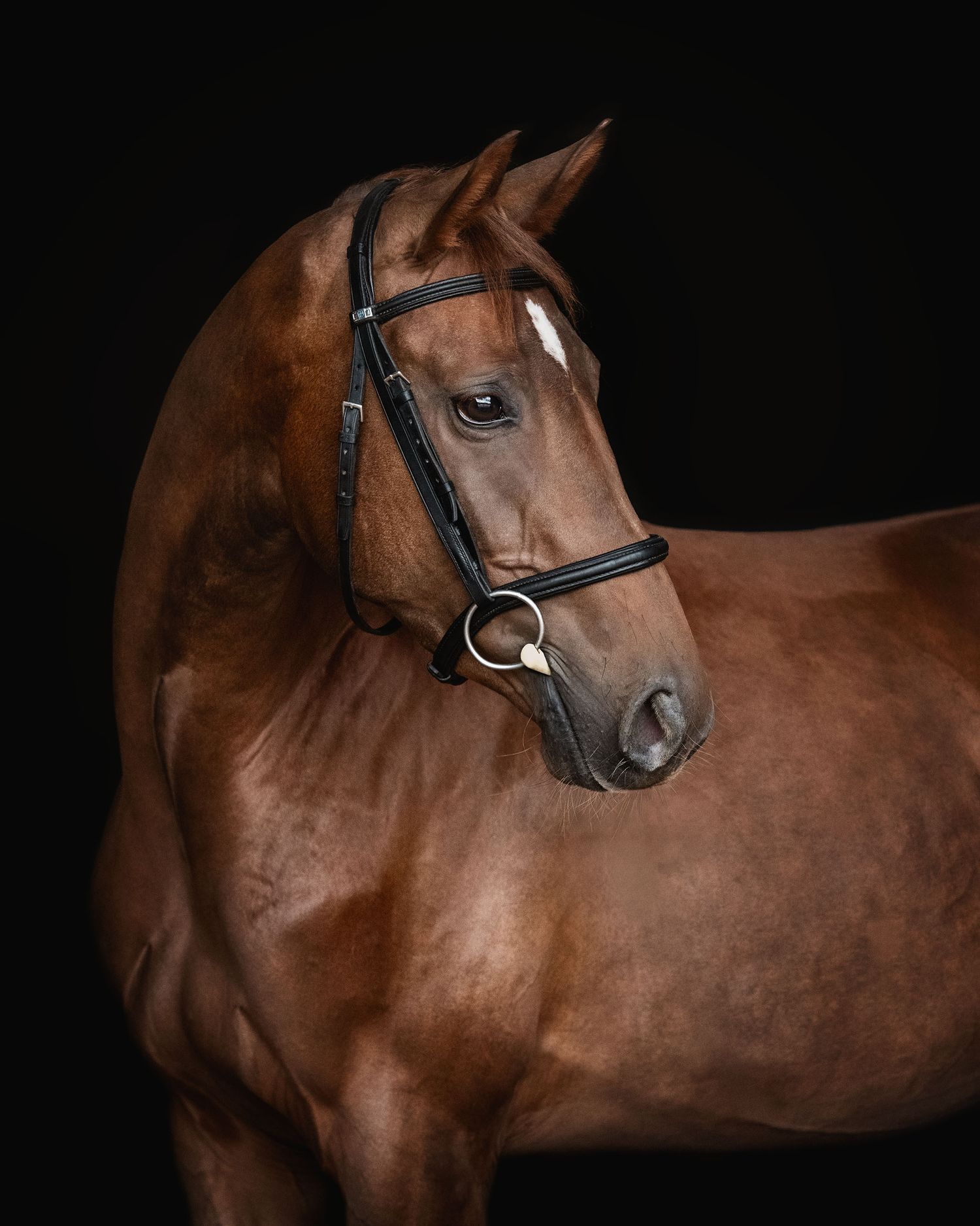 A regal chestnut horse with black bridle poses for a dramatic portrait against a dark background.