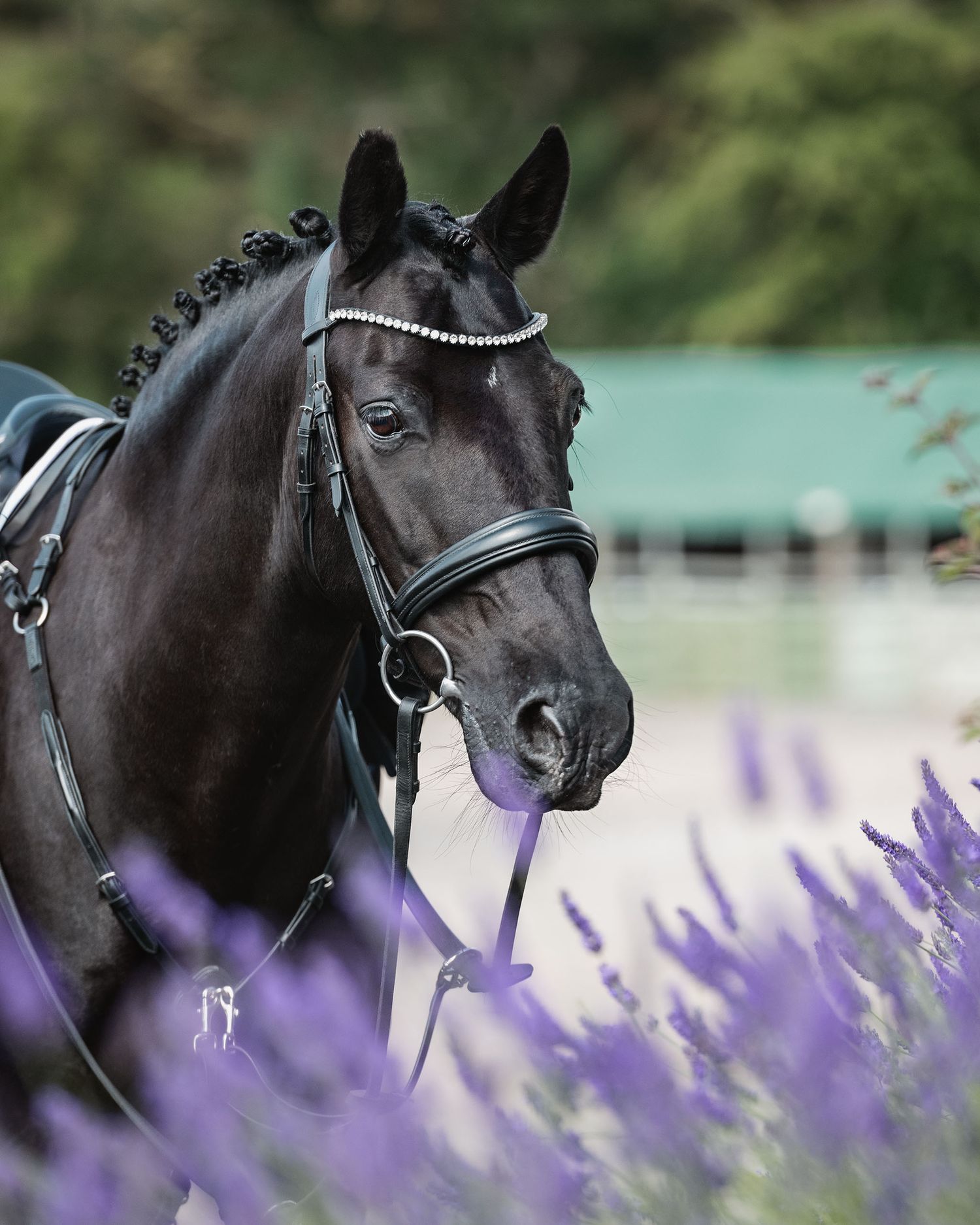 Black horse dressage plaited with riding tack photographed among purple lavender flowers at Pickering Grange equestrian in the sun.