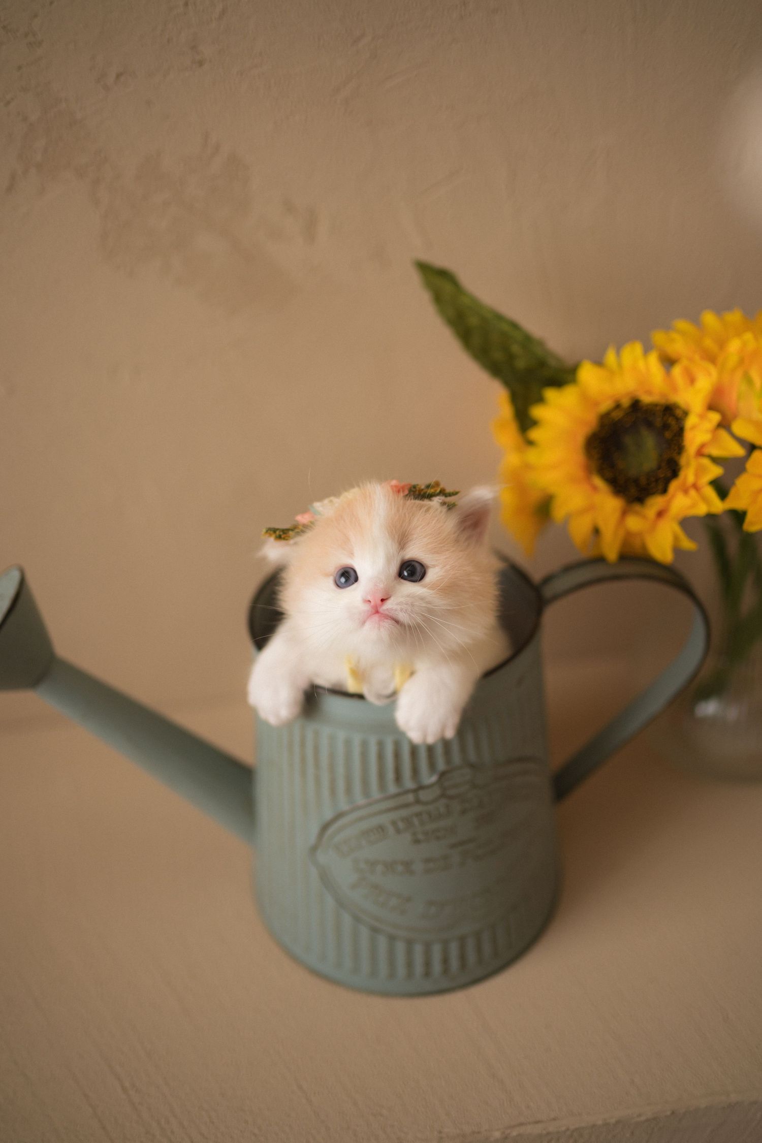 A white and orange cat peeks out from inside a blue watering can with yellow sunflowers on top一隻白橙相間的貓從頂部裝飾著黃色向日葵的藍色澆水壺裡探出頭來。
