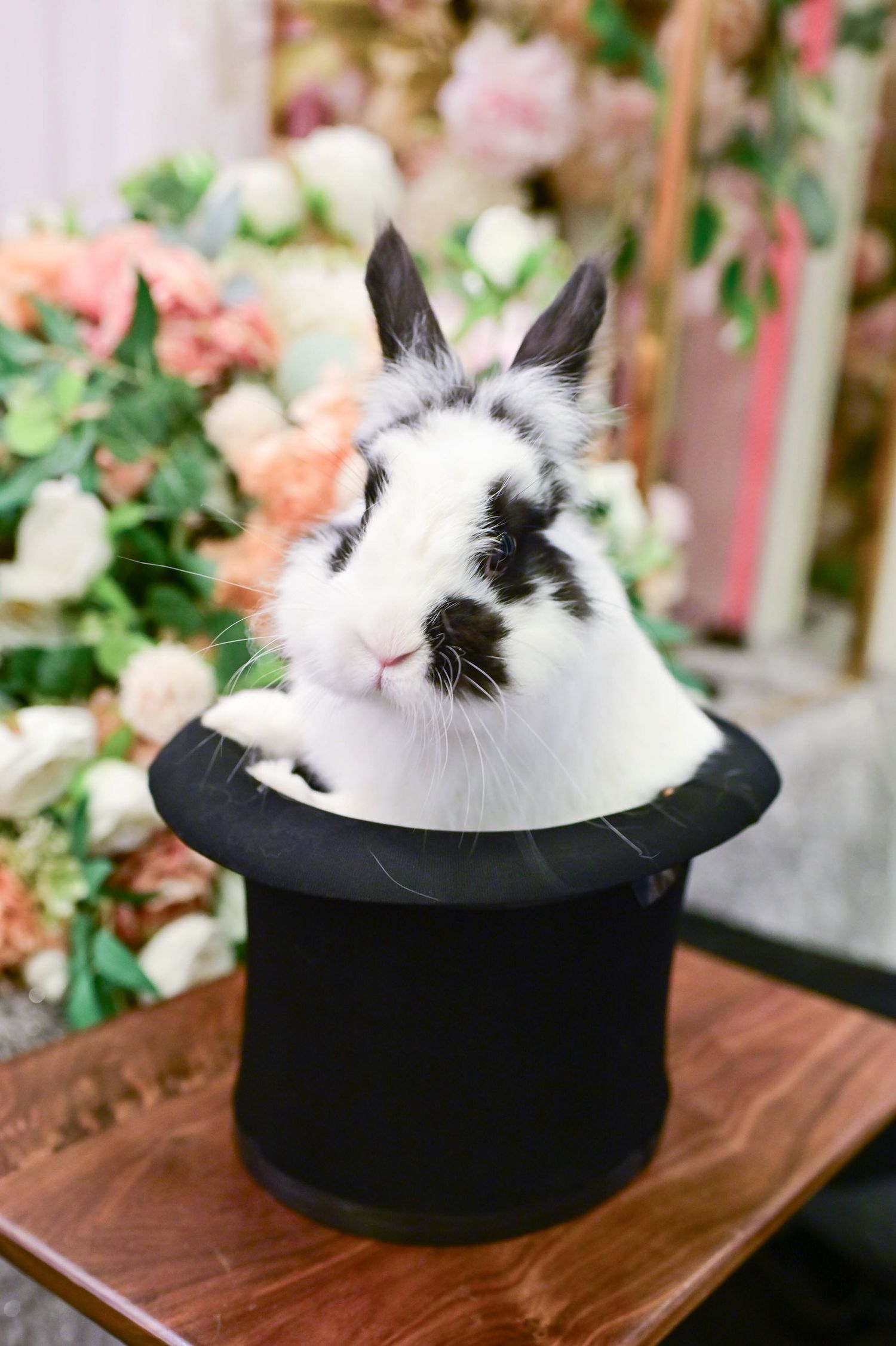 A fluffy white and black cat curled up inside a black top hat rests on a wooden surface surrounded by pink flowers.一隻毛茸茸的黑白相間的貓蜷縮在一頂黑色高頂禮帽裡，