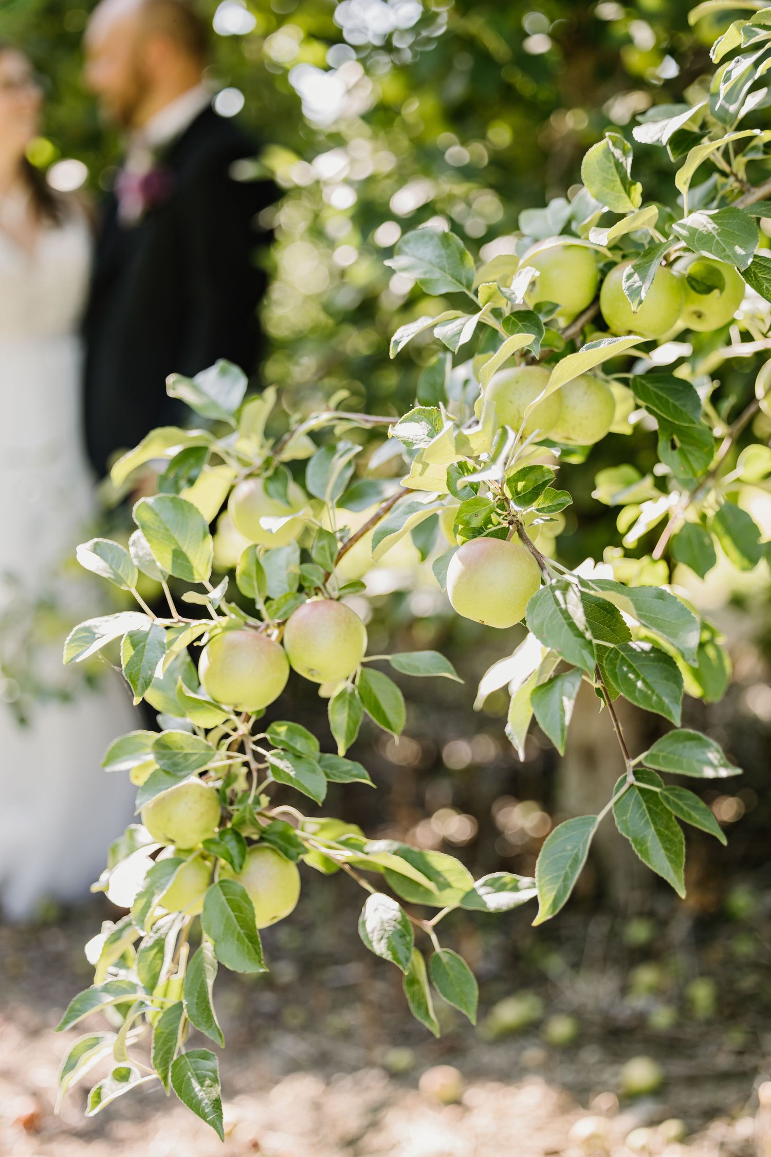 Apple tree branches laden with green fruit against a sunlit background.