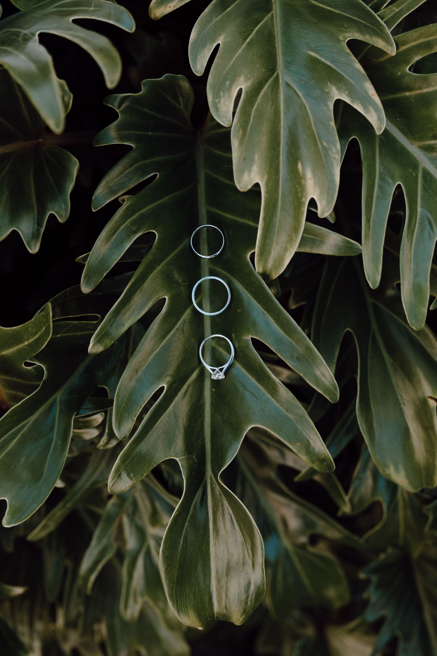 Lush green monstera deliciosa leaves create a tropical background pattern with dramatic shadows and depth.