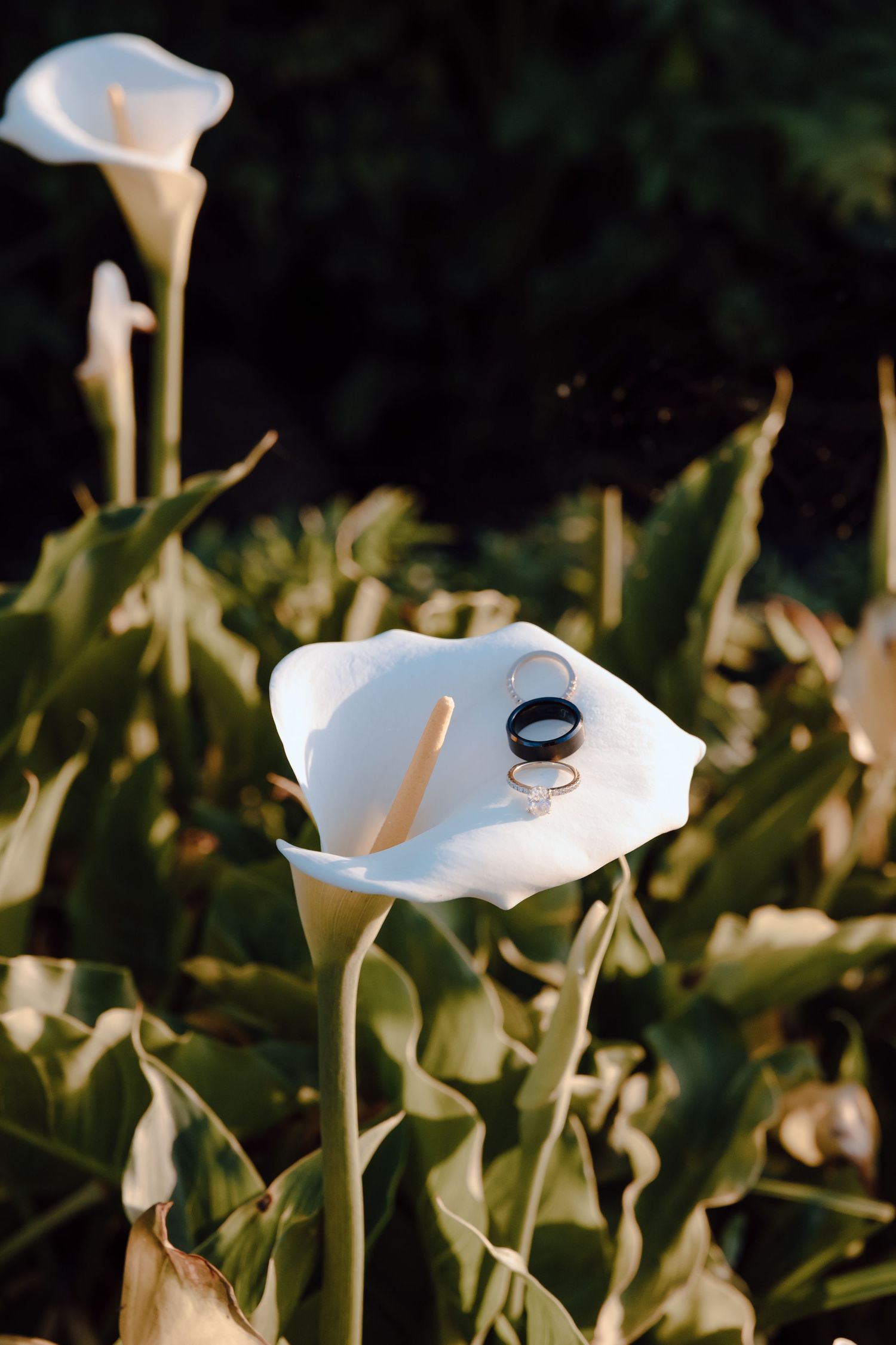 Two wedding rings resting on a white calla lily bloom surrounded by lush green foliage in natural sunlight.