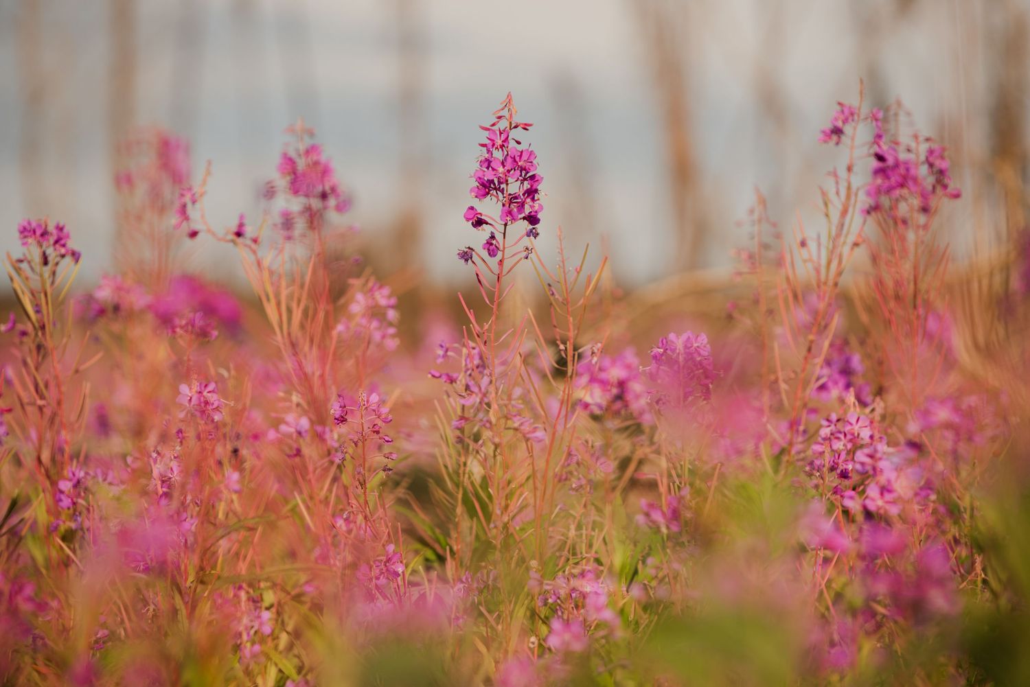 Fireweed on Kenai Peninsula, Alaska