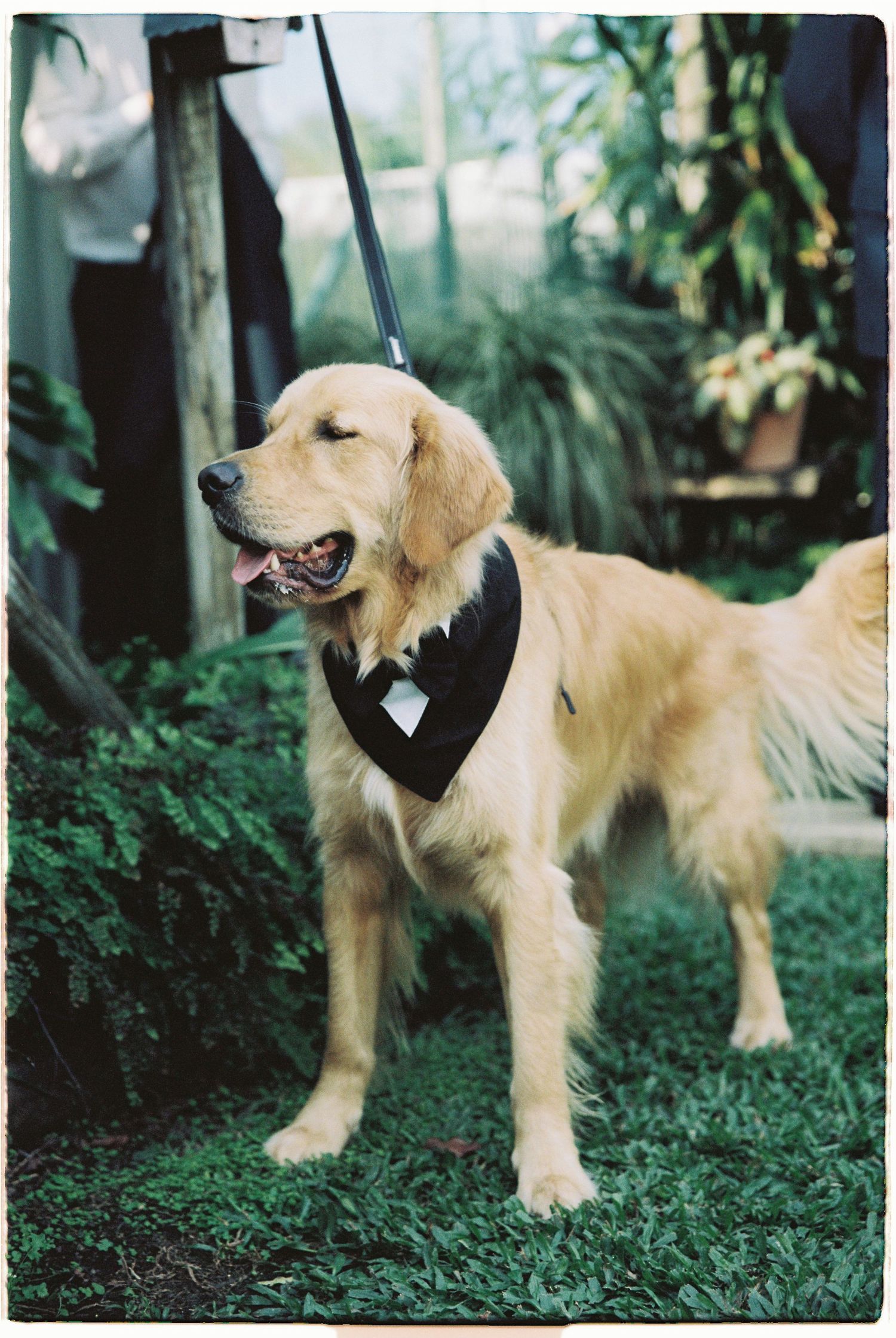 Golden retriever wearing black tuxedo bandana on leash standing on grass at outdoor wedding.