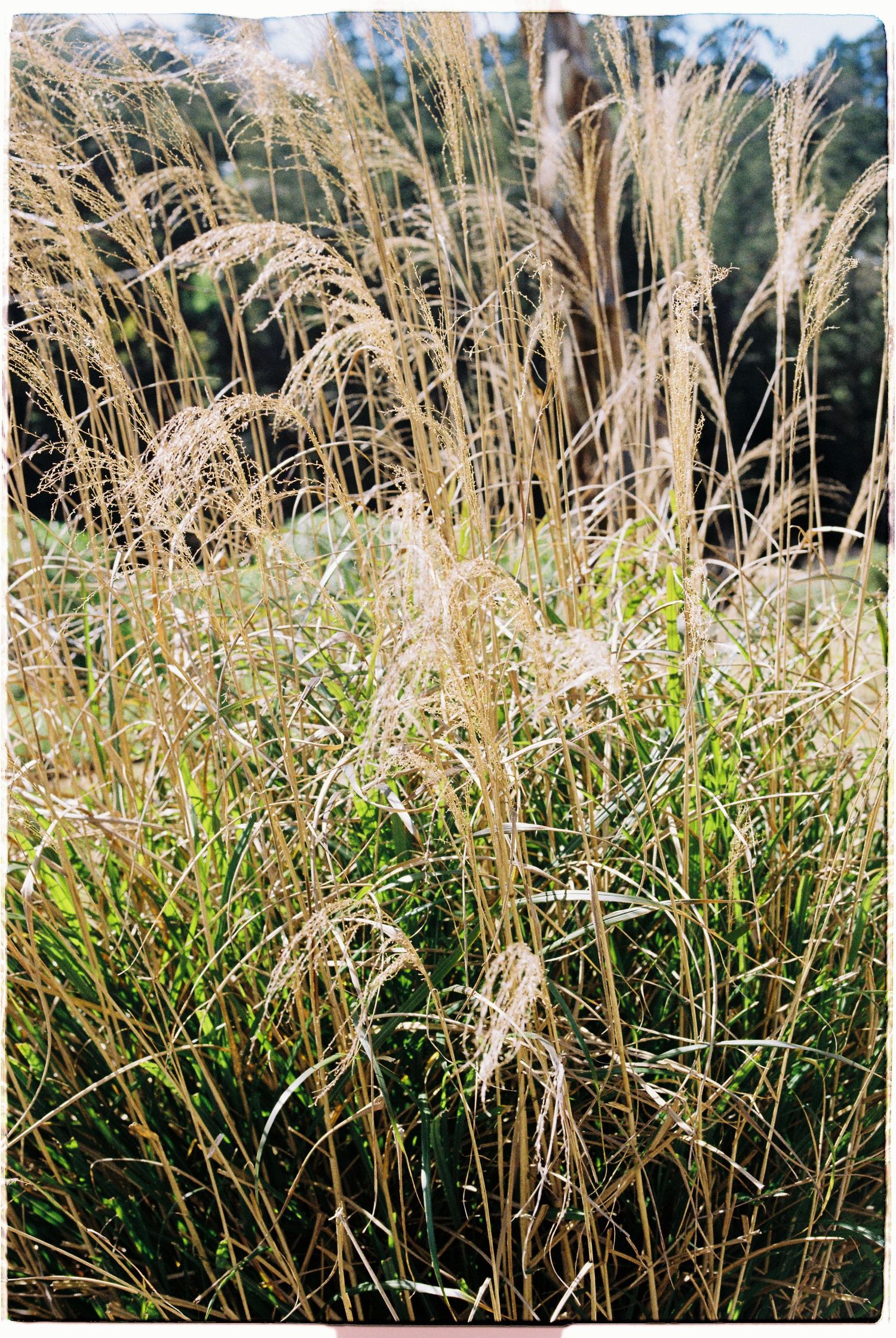Golden ornamental grass sways gracefully in natural outdoor garden setting with tall trees in background.