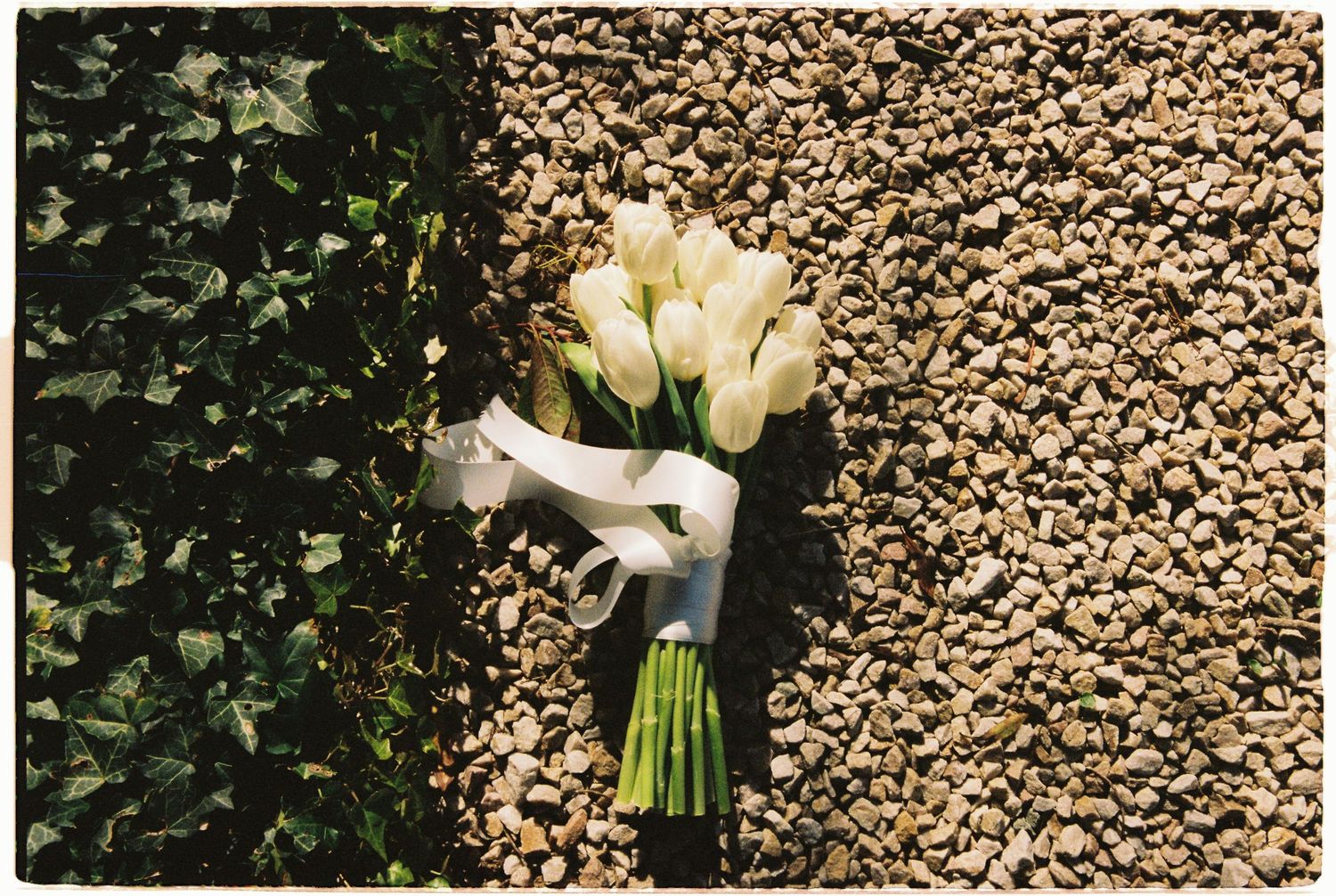 Elegant white tulip bridal bouquet tied with ribbon resting on gravel beside green ivy.