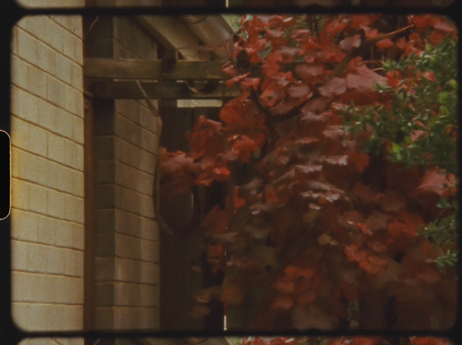 Vibrant red autumn tree beside a building with brick wall and green foliage in background.