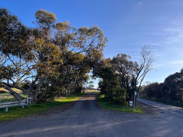 A rural gravel road lined with native eucalyptus trees forming a natural canopy under a clear blue sky in Australia.