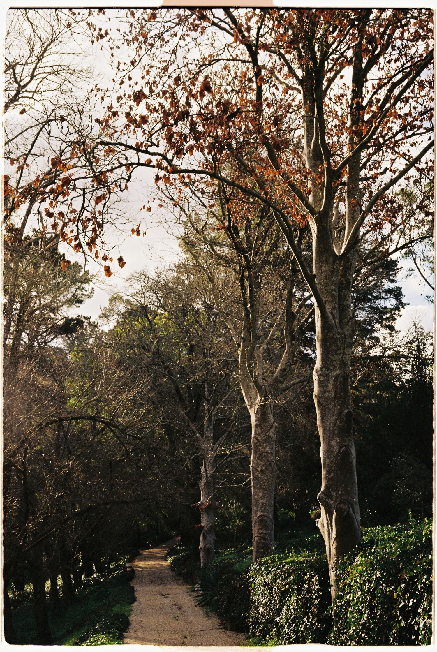 Autumn tree-lined pathway through woodland garden with golden leaves and dappled sunlight.